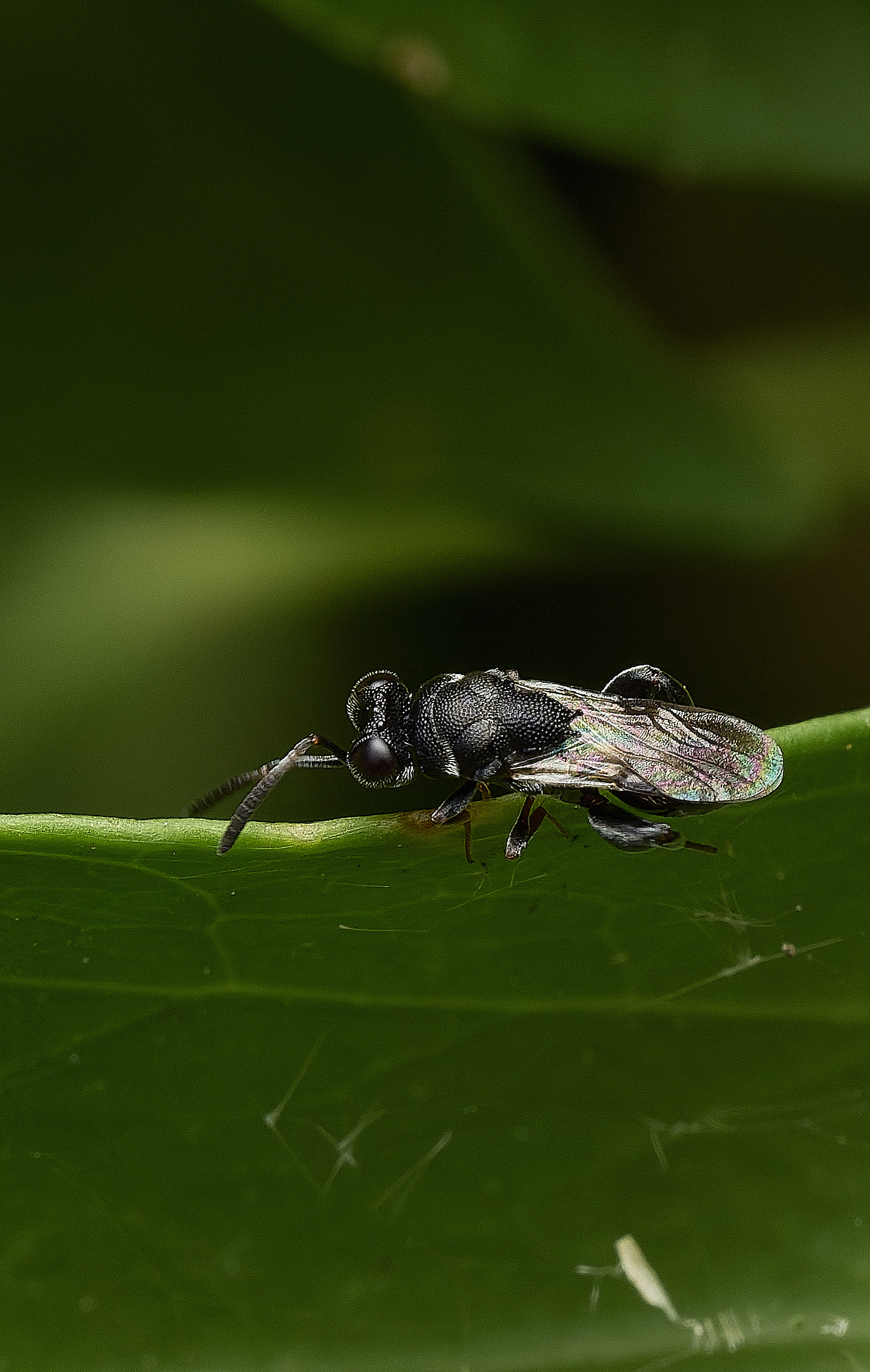 HanworthWasp200726-6