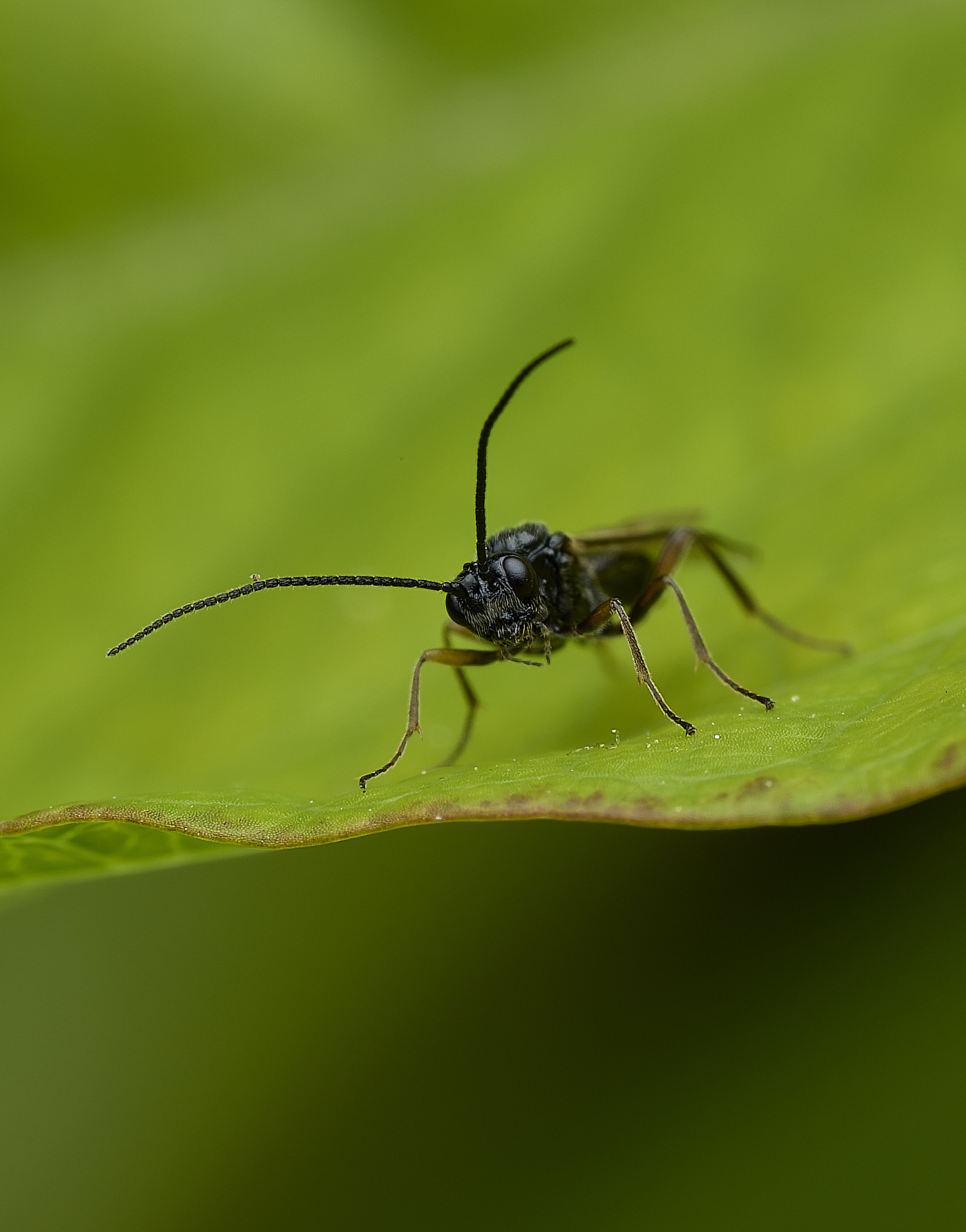 HanworthWasp240426-2