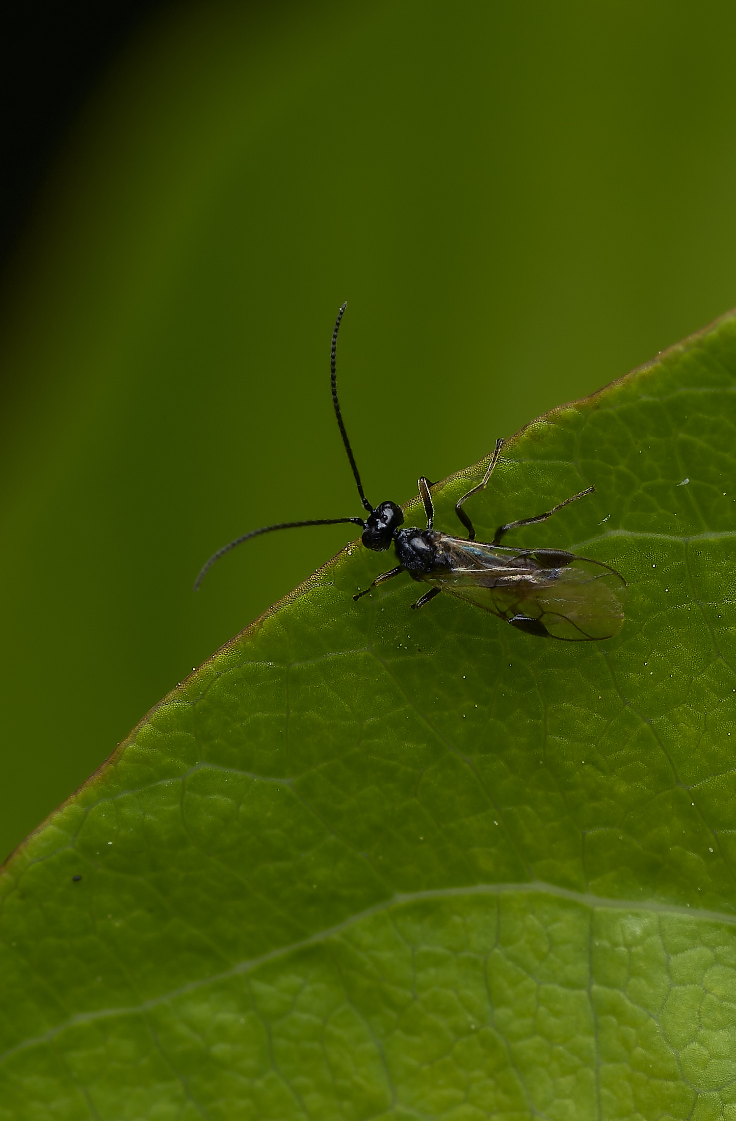 HanworthWasp240426-3
