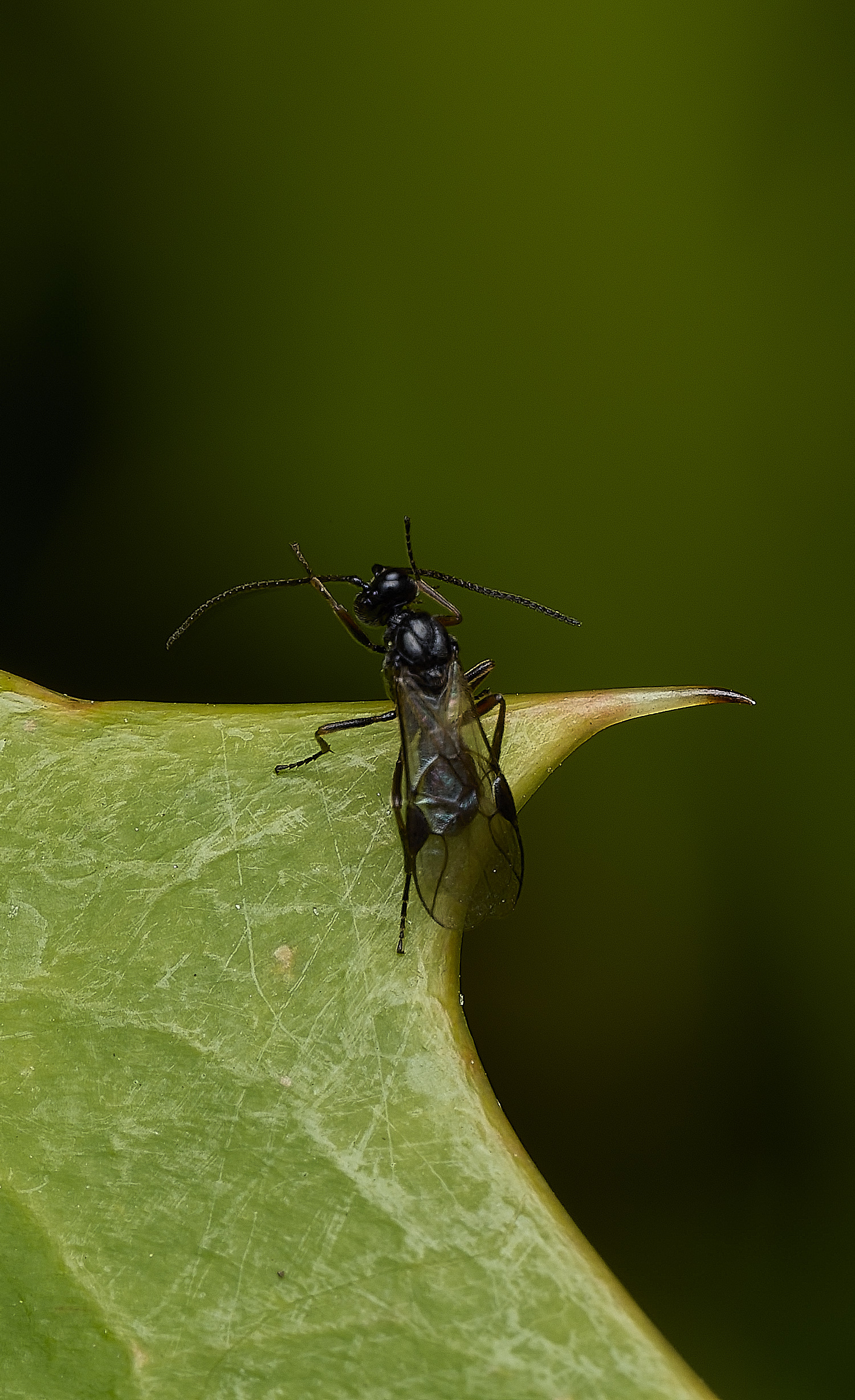 HanworthWasp240426-4