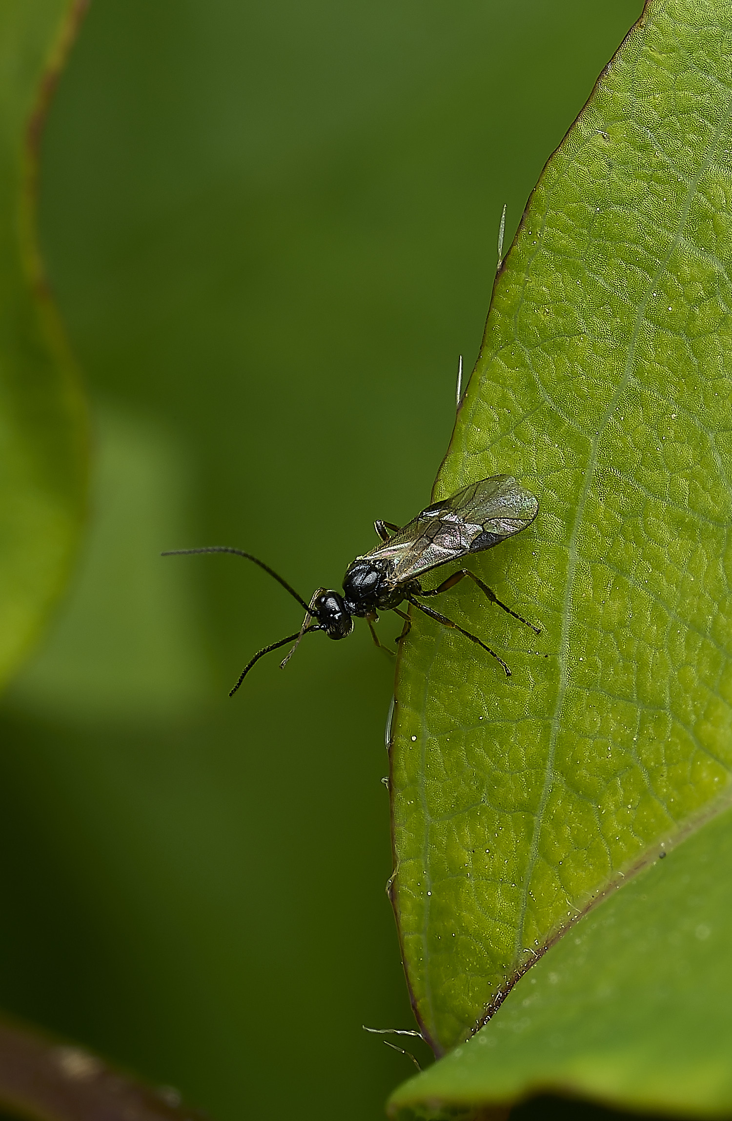HanworthWasp240426-6