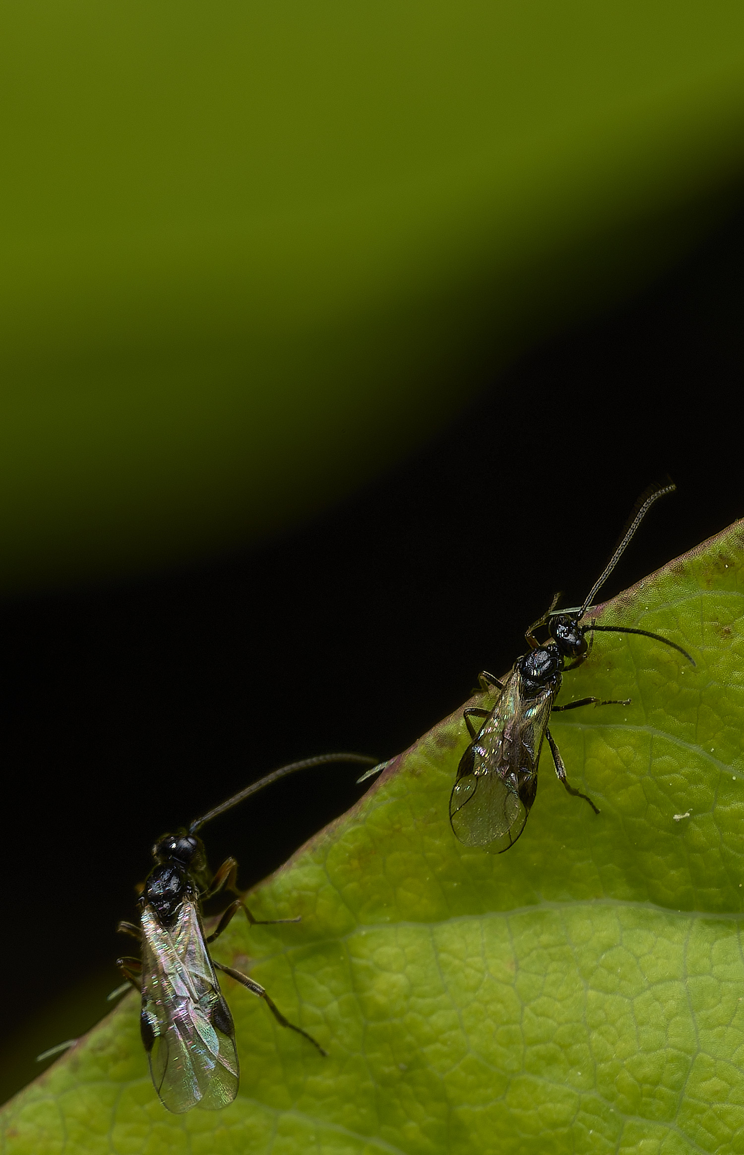 HanworthWasp240426-7