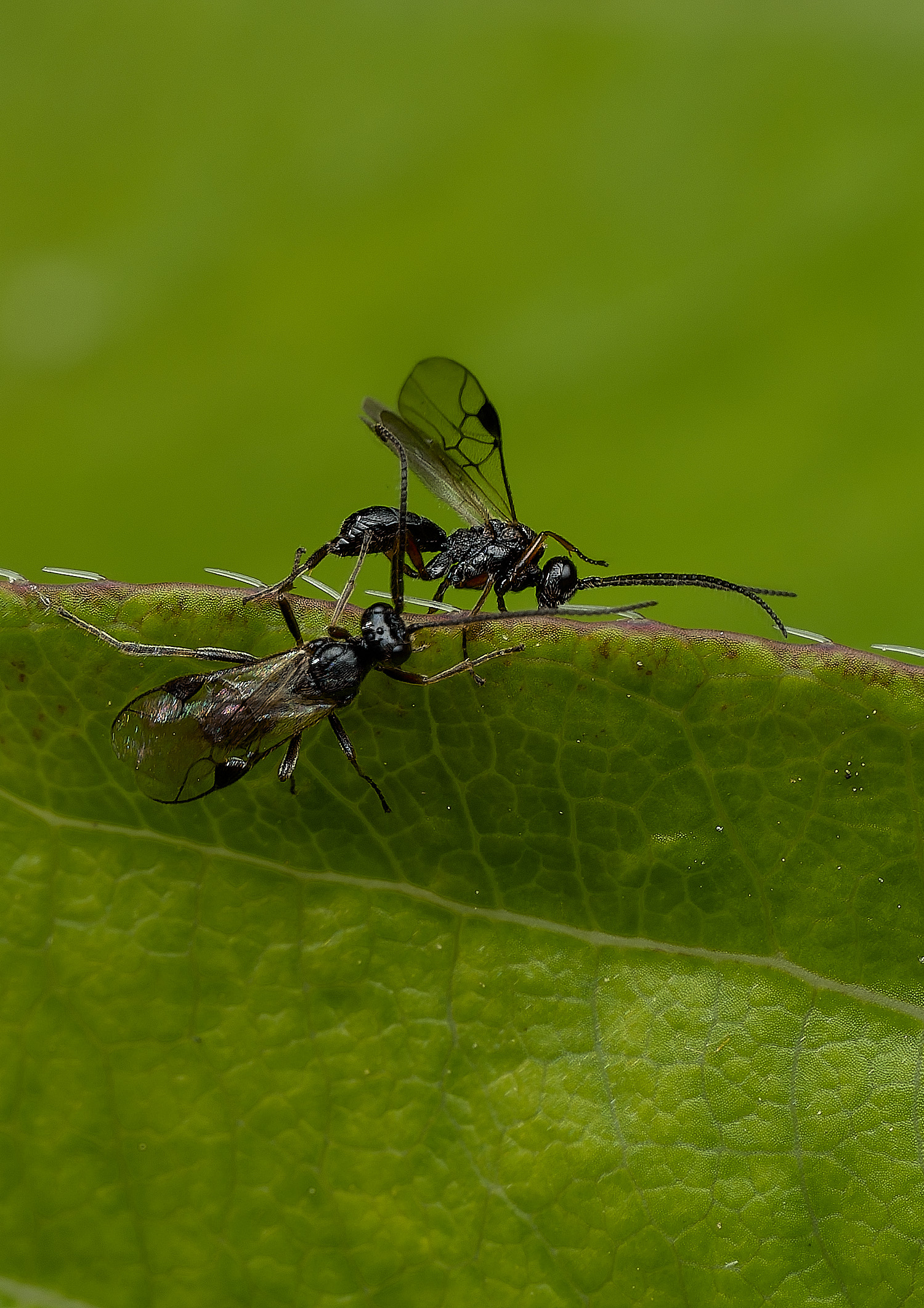 HanworthWasp240426-8