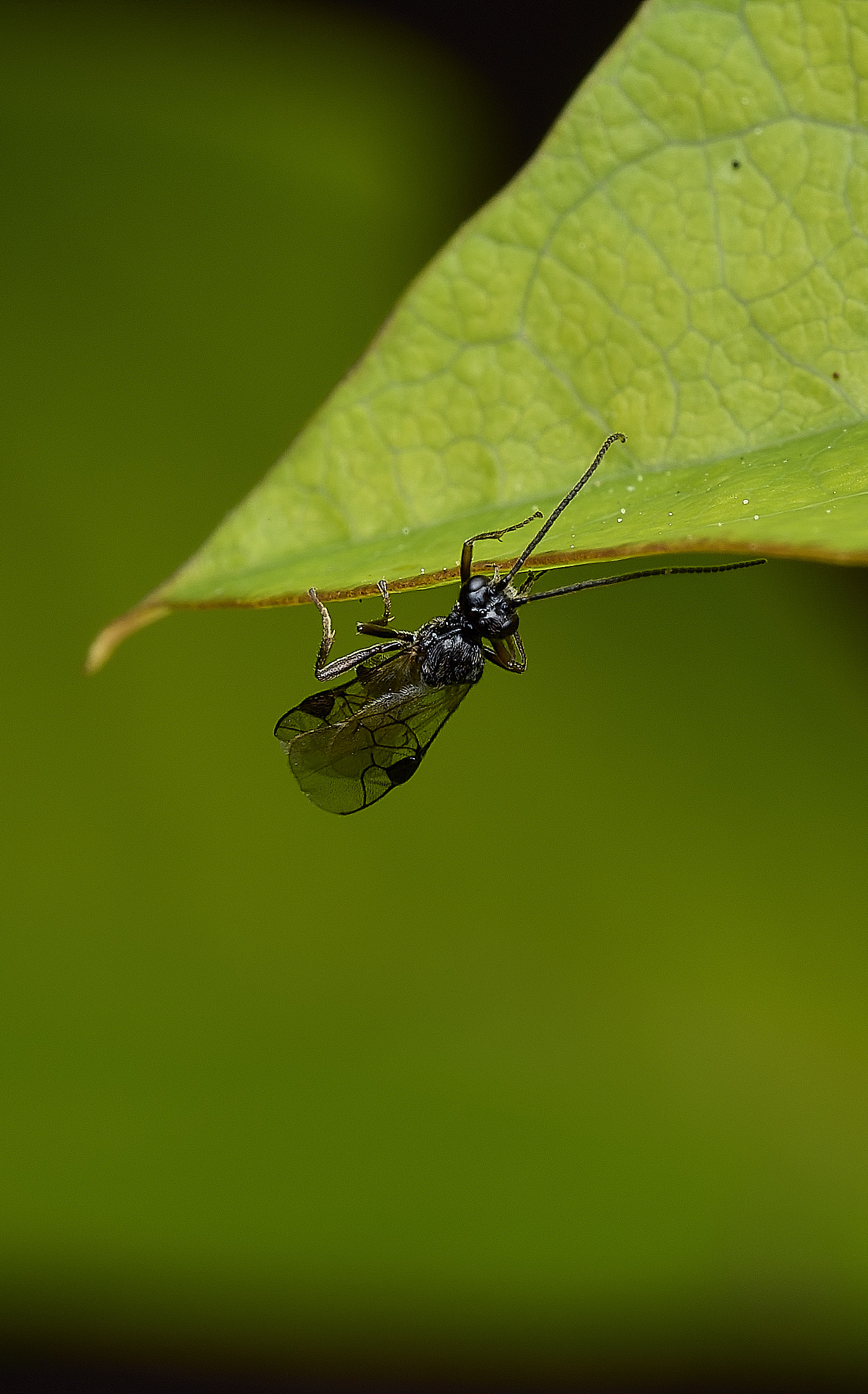 HanworthWasp240426-9