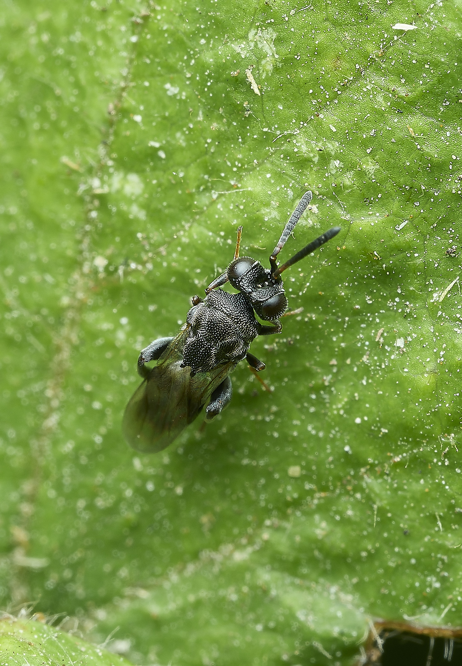 HanworthWasp240726-2