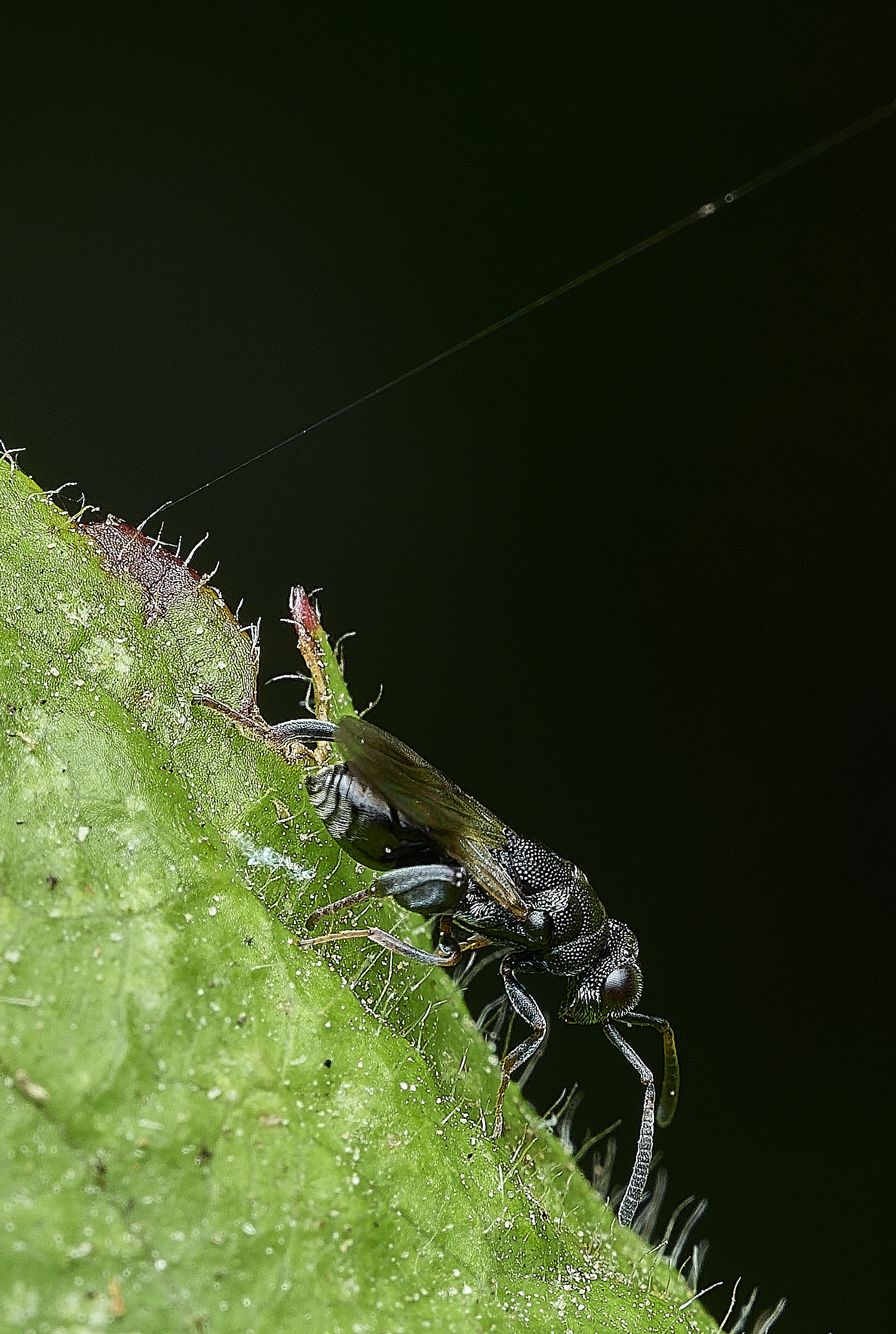 HanworthWasp240726-3