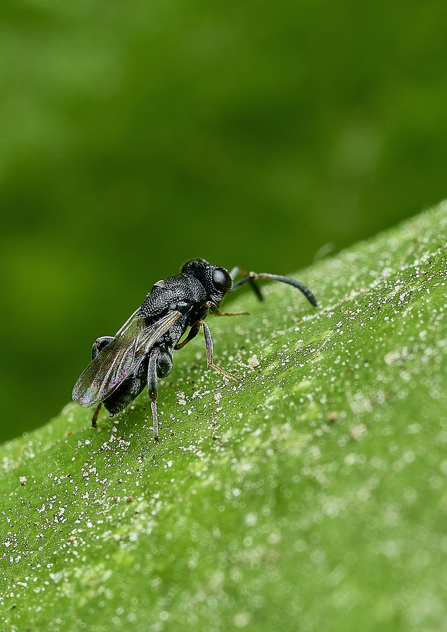 HanworthWasp240726-5