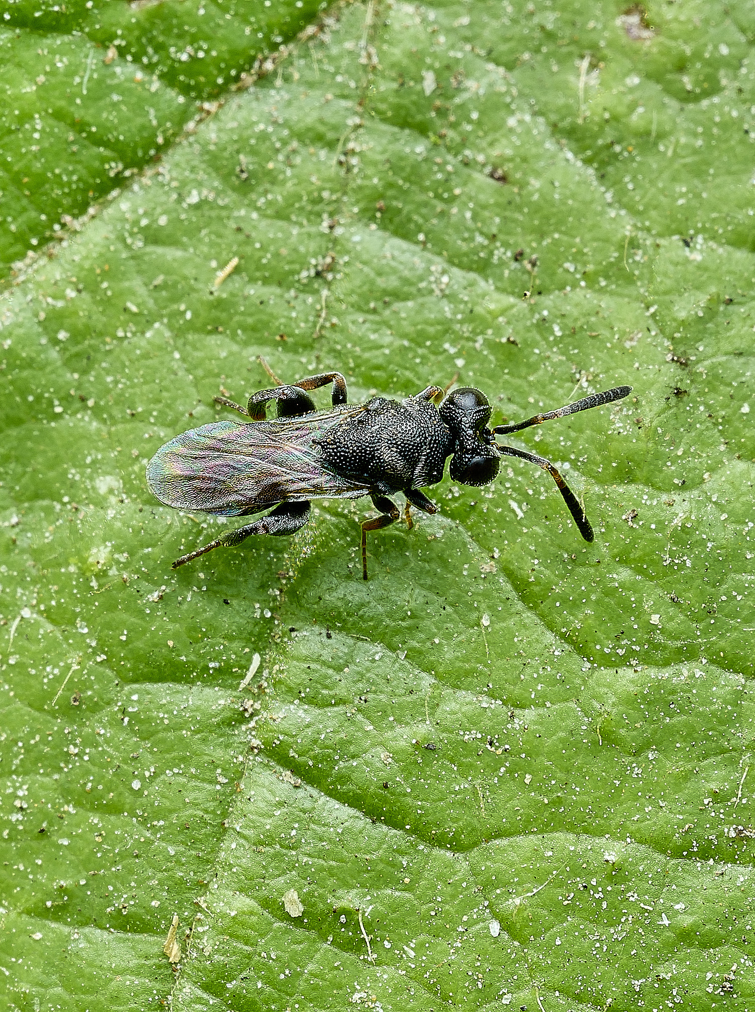HanworthWasp240726-6