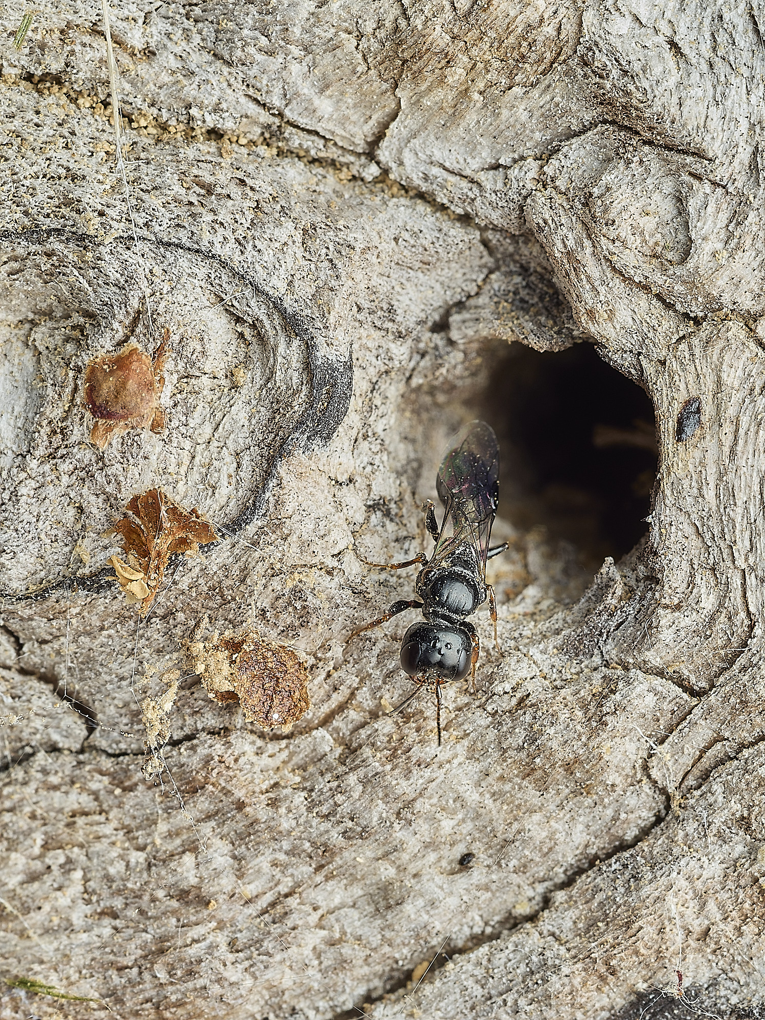 HanworthWasp290526-2