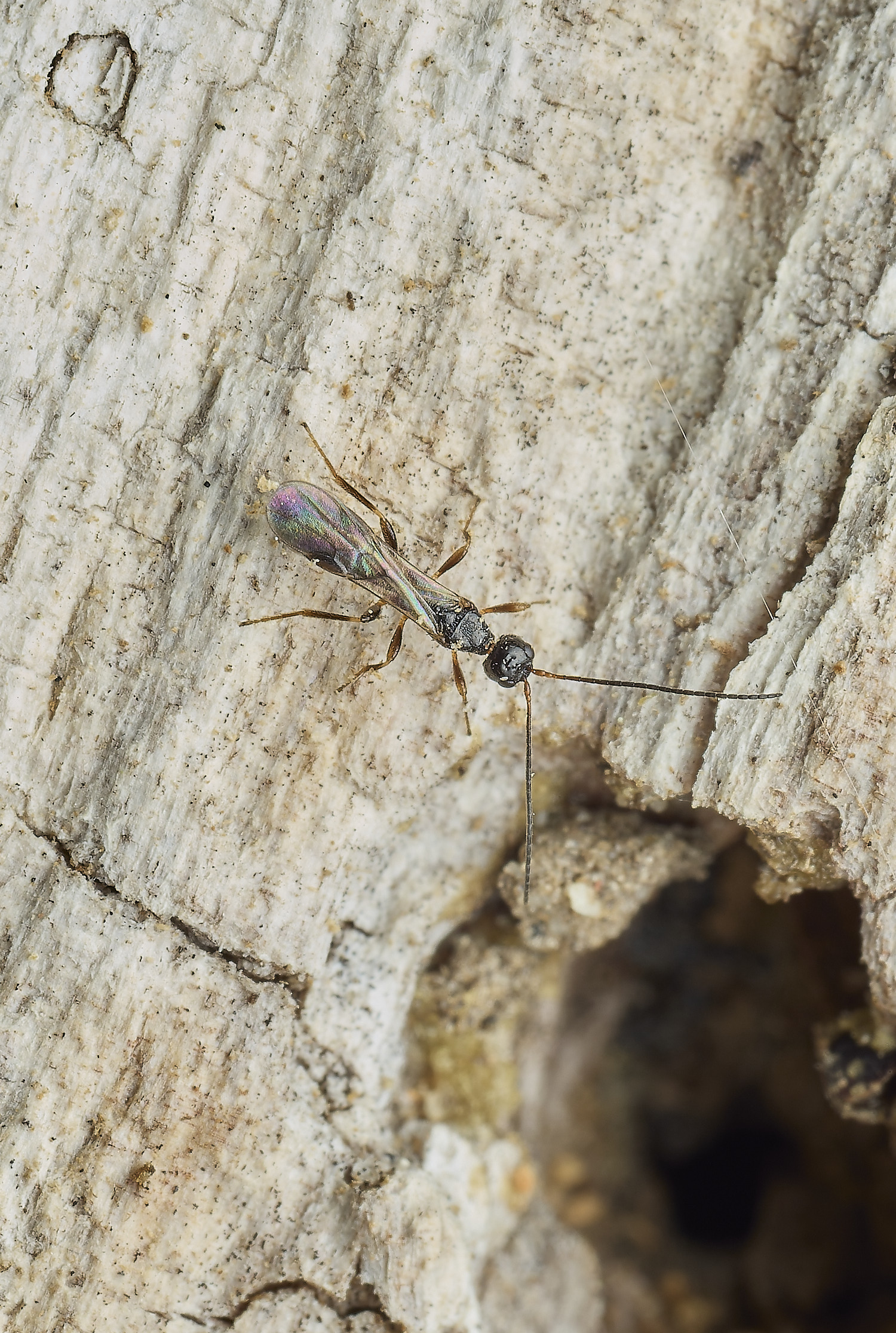HanworthWasp310526-1