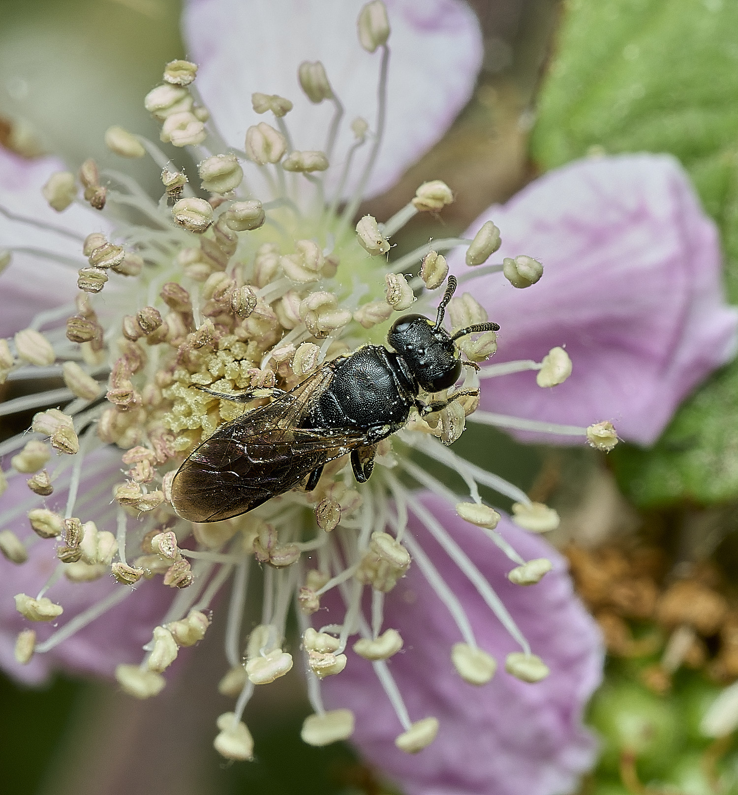 HanworthYFBee240726-1