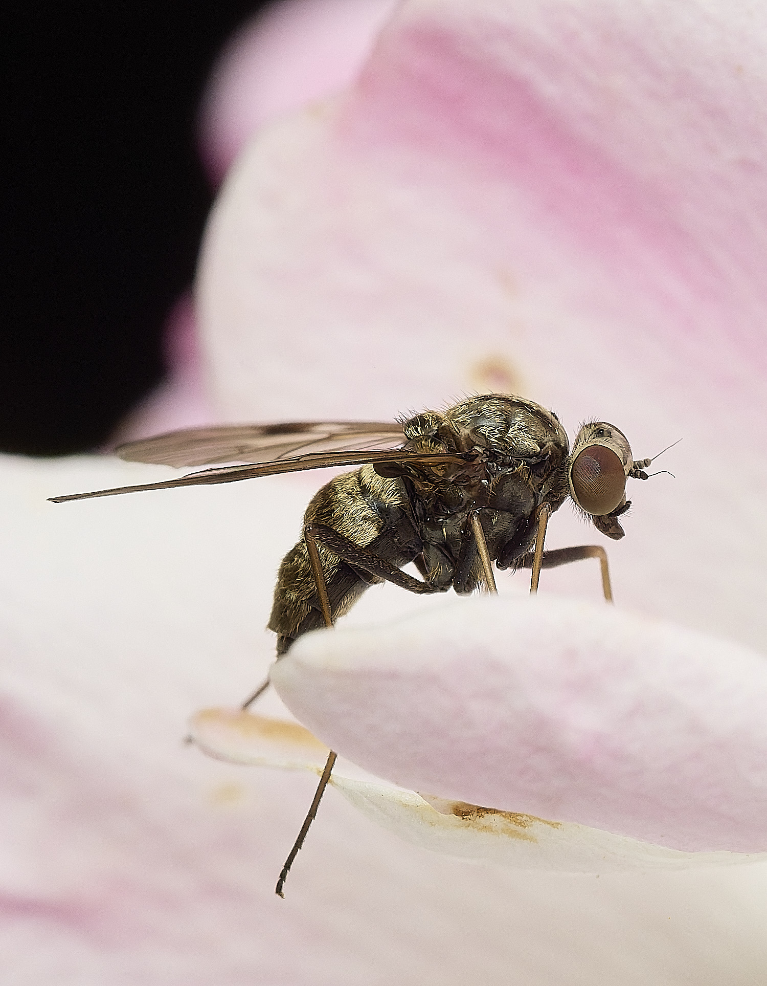 HanwrthFly030726-2