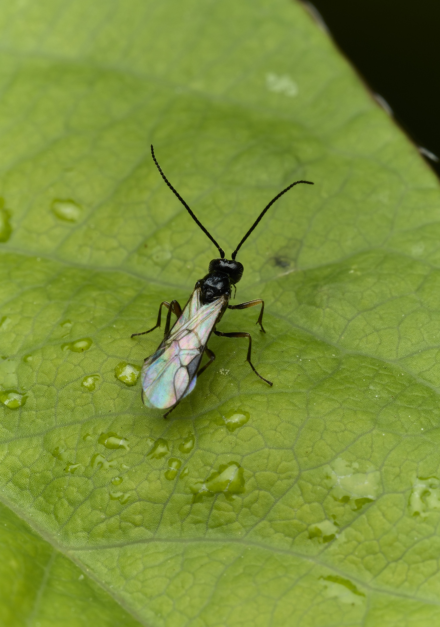 HanwworthWasp240426-3