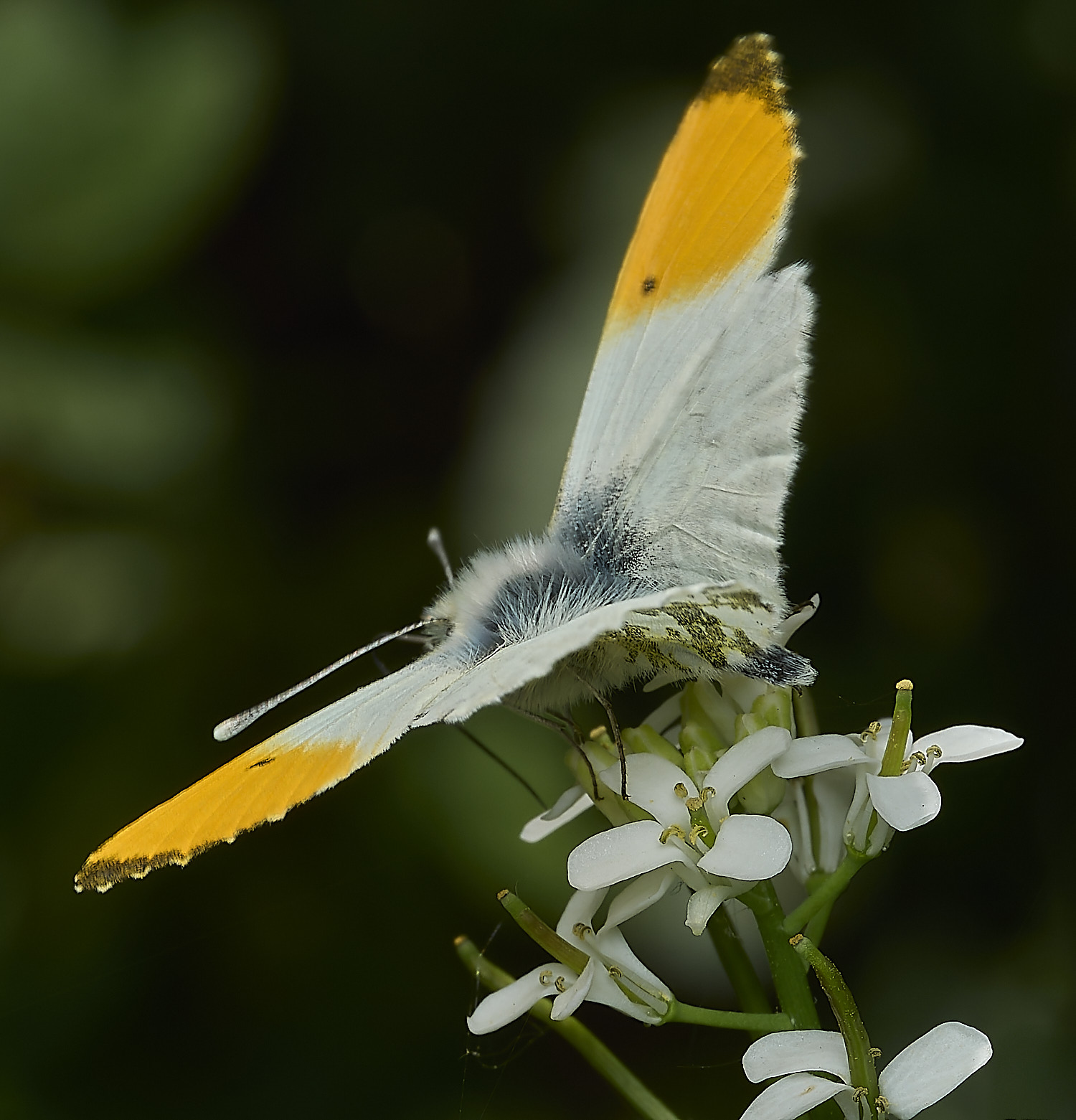 HockerigOrangeTip020526-1