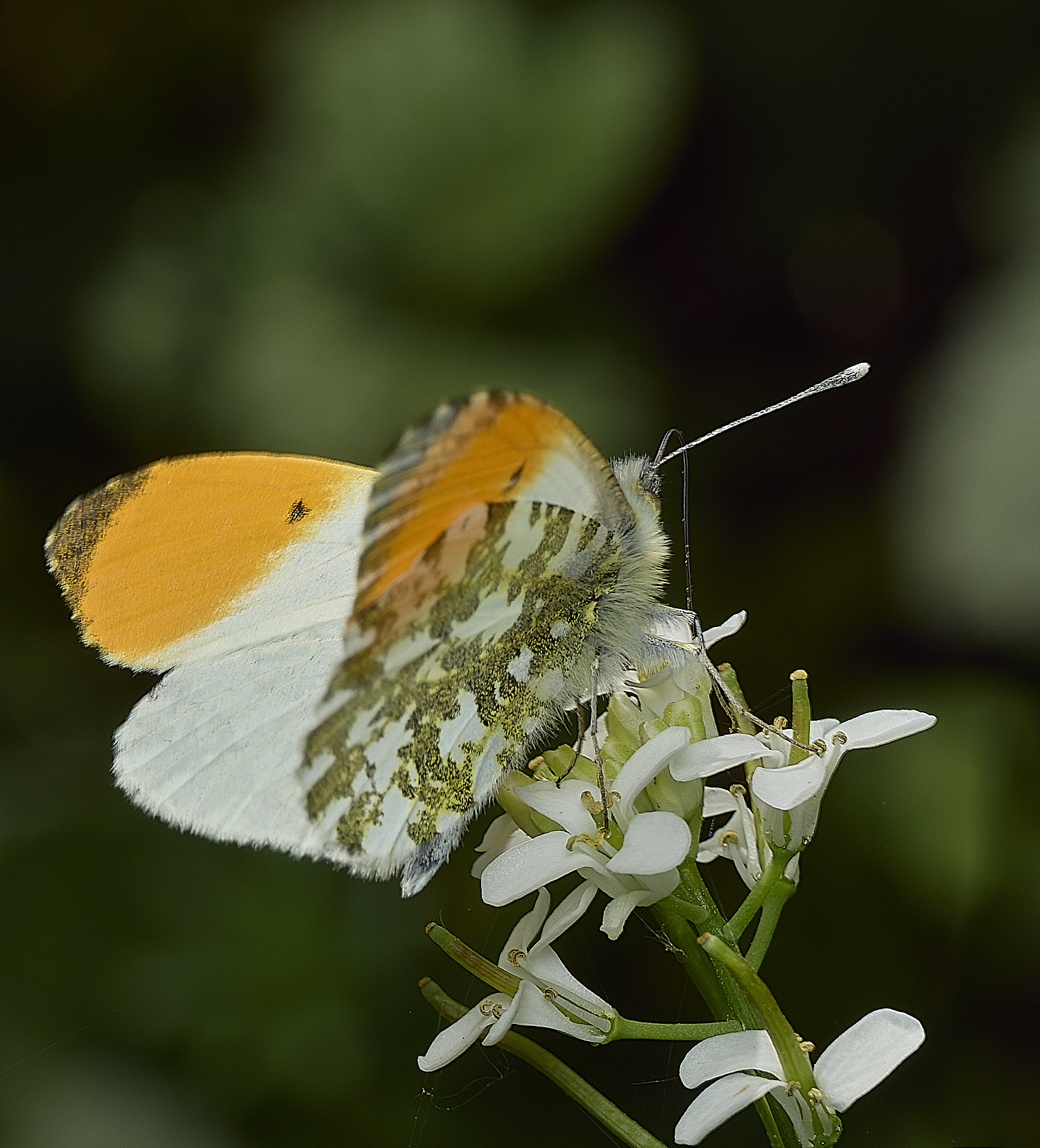 HockerigOrangeTip020526-2