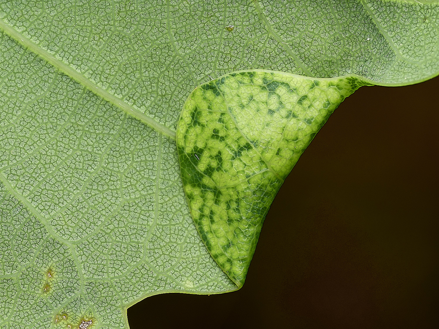 HockeringBentOverLeaf020626-3