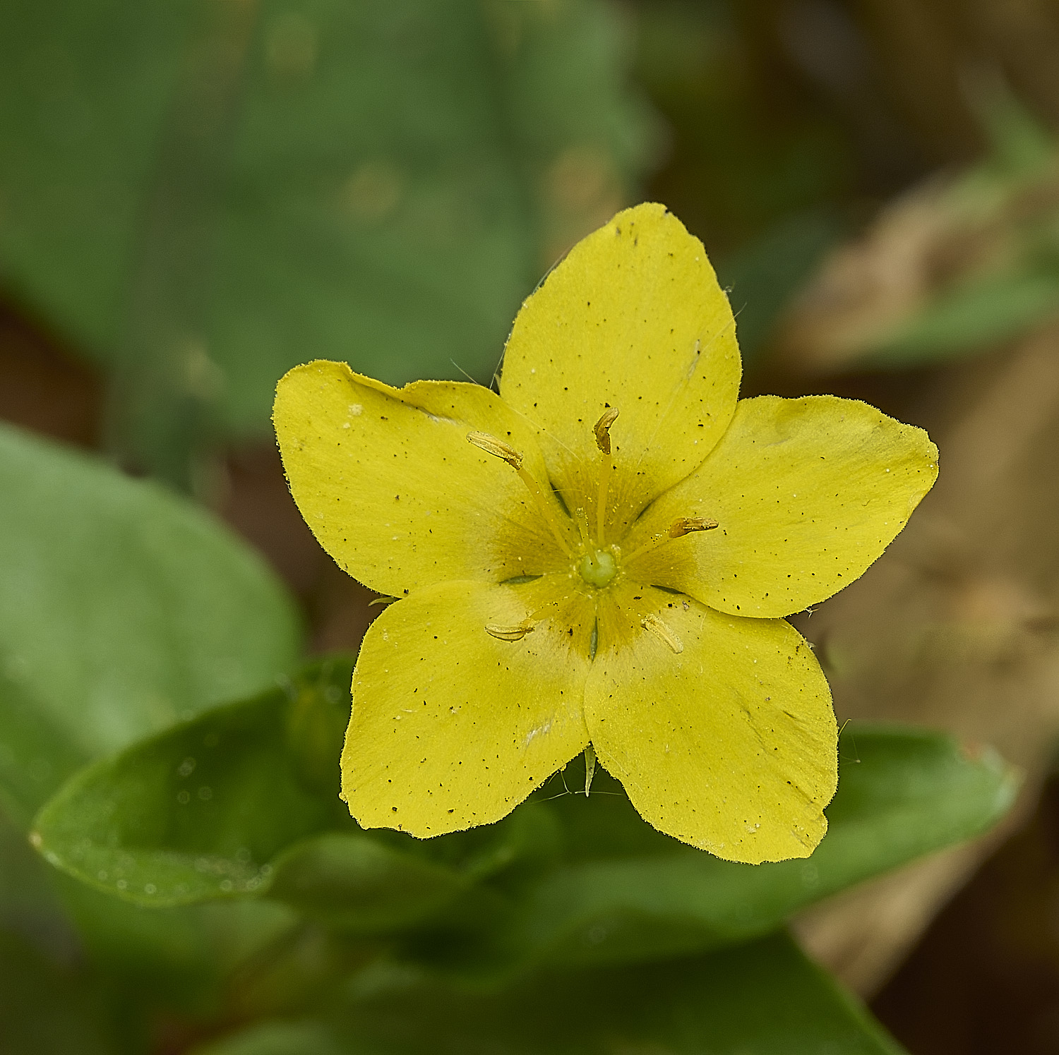 HockeringLnummularia020226-2