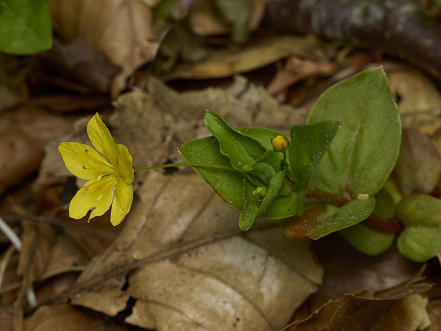 HockeringLnummularia020226-3
