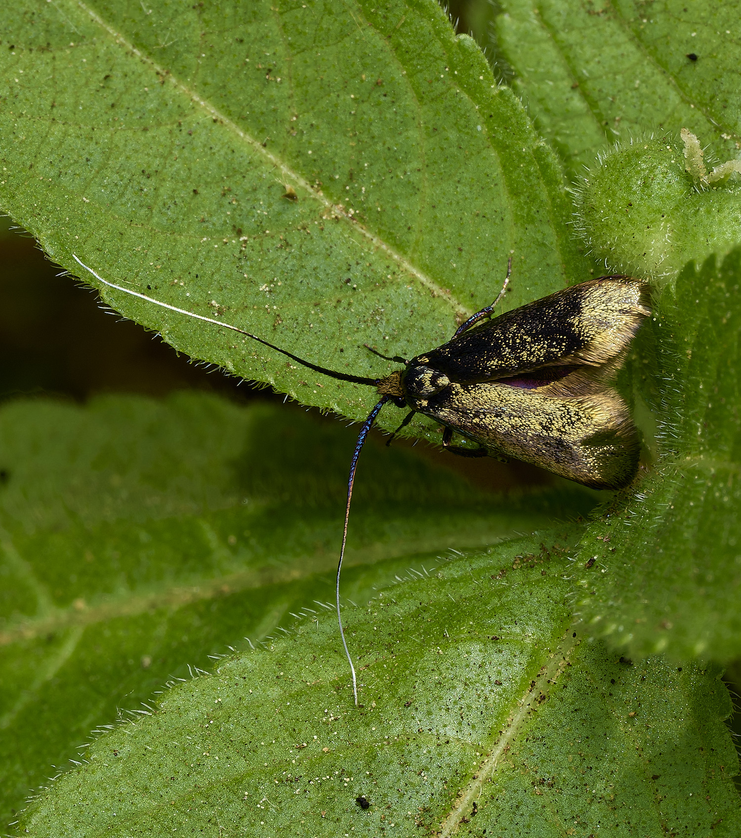 HockeringMoth020526-1