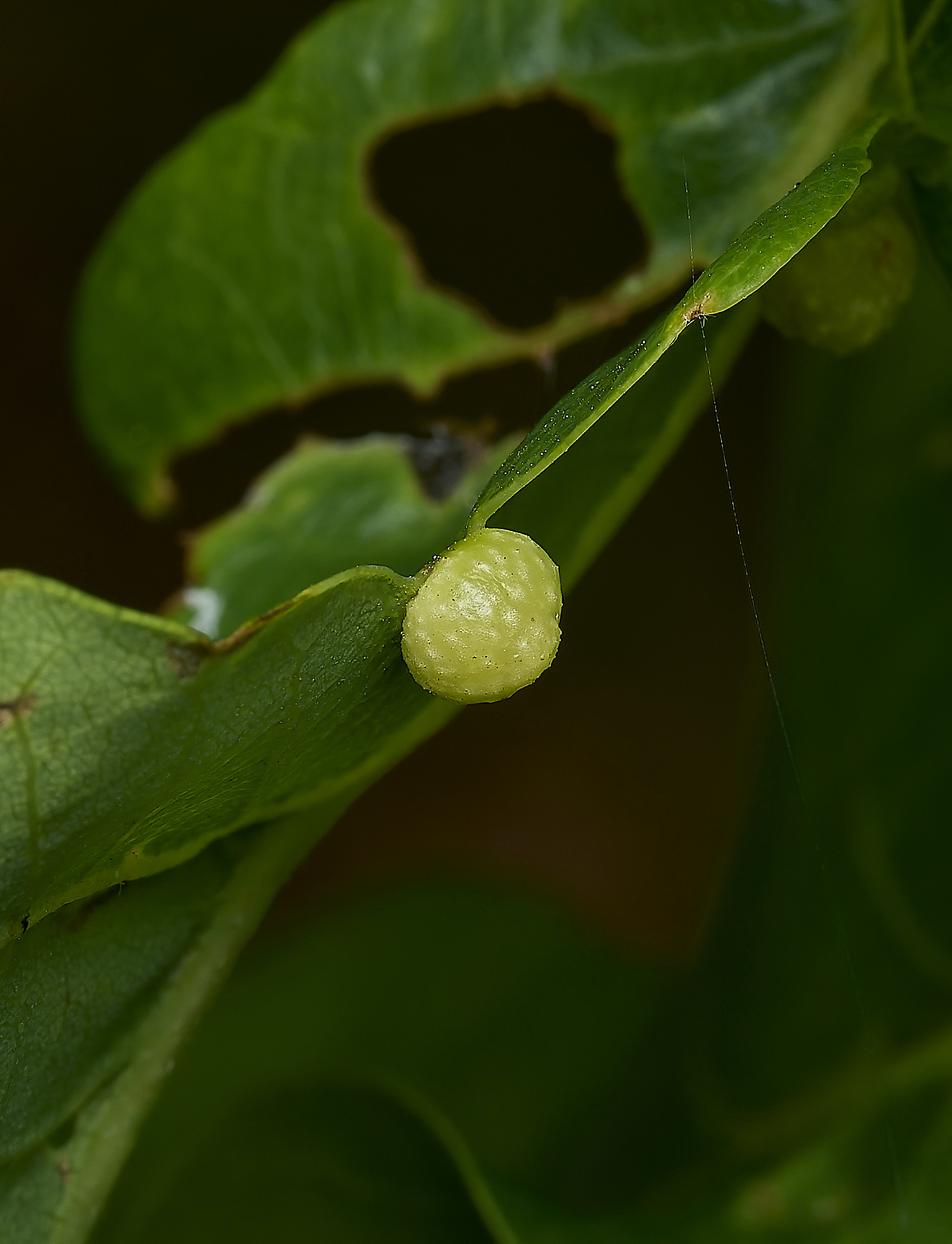 HockeringOakGall020526-1