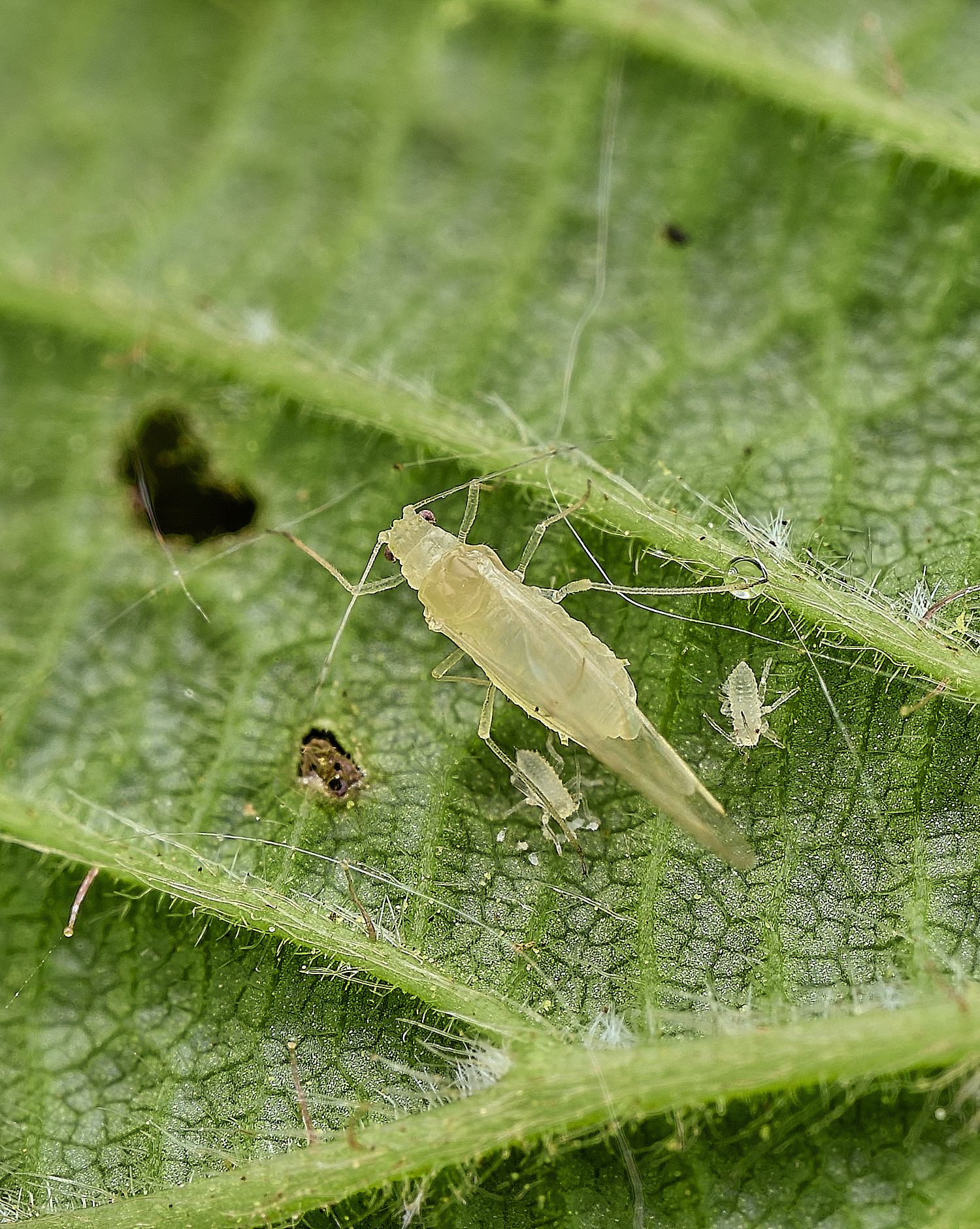 HockeringSmallHazelAphid020526-1