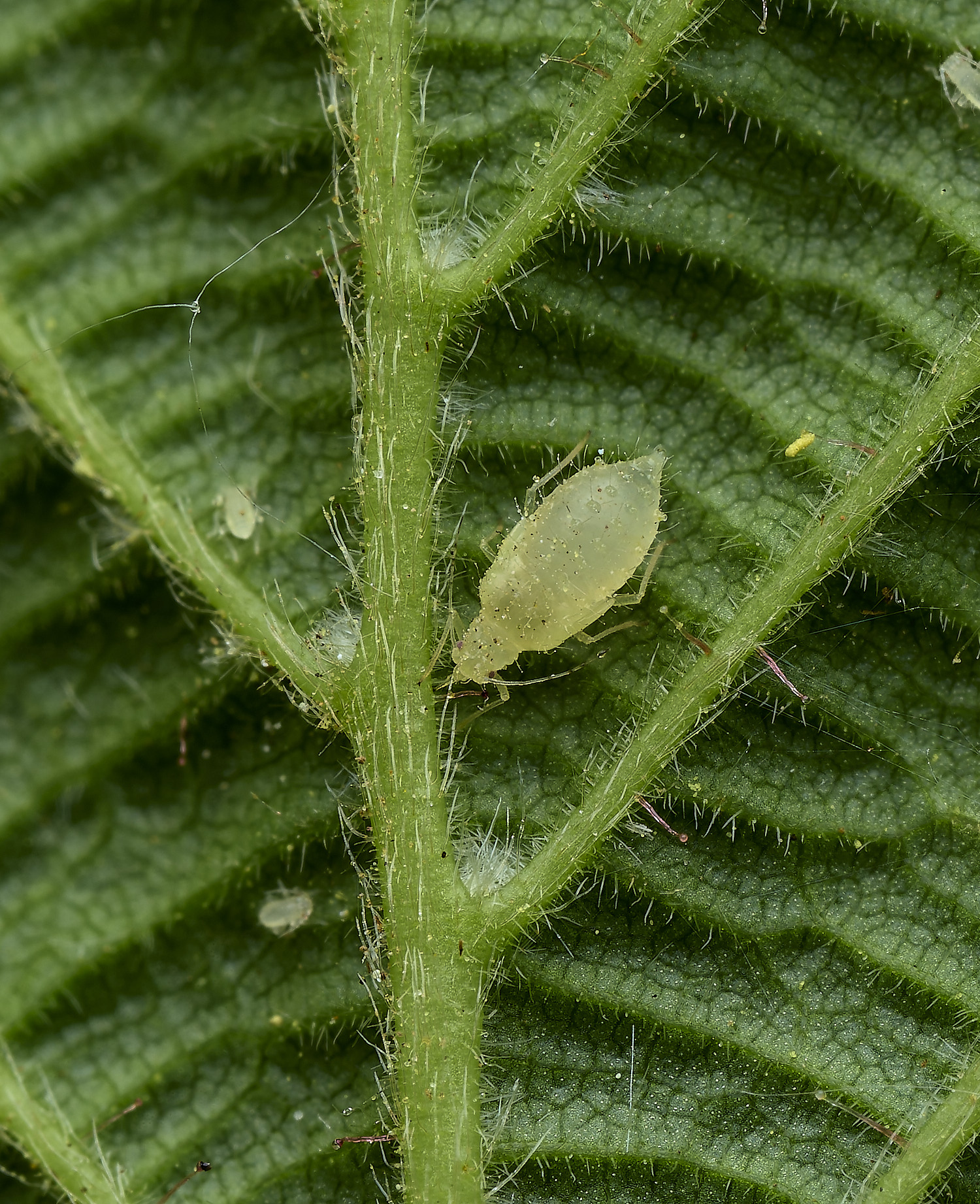 HockeringSmallHazelAphid020526-3