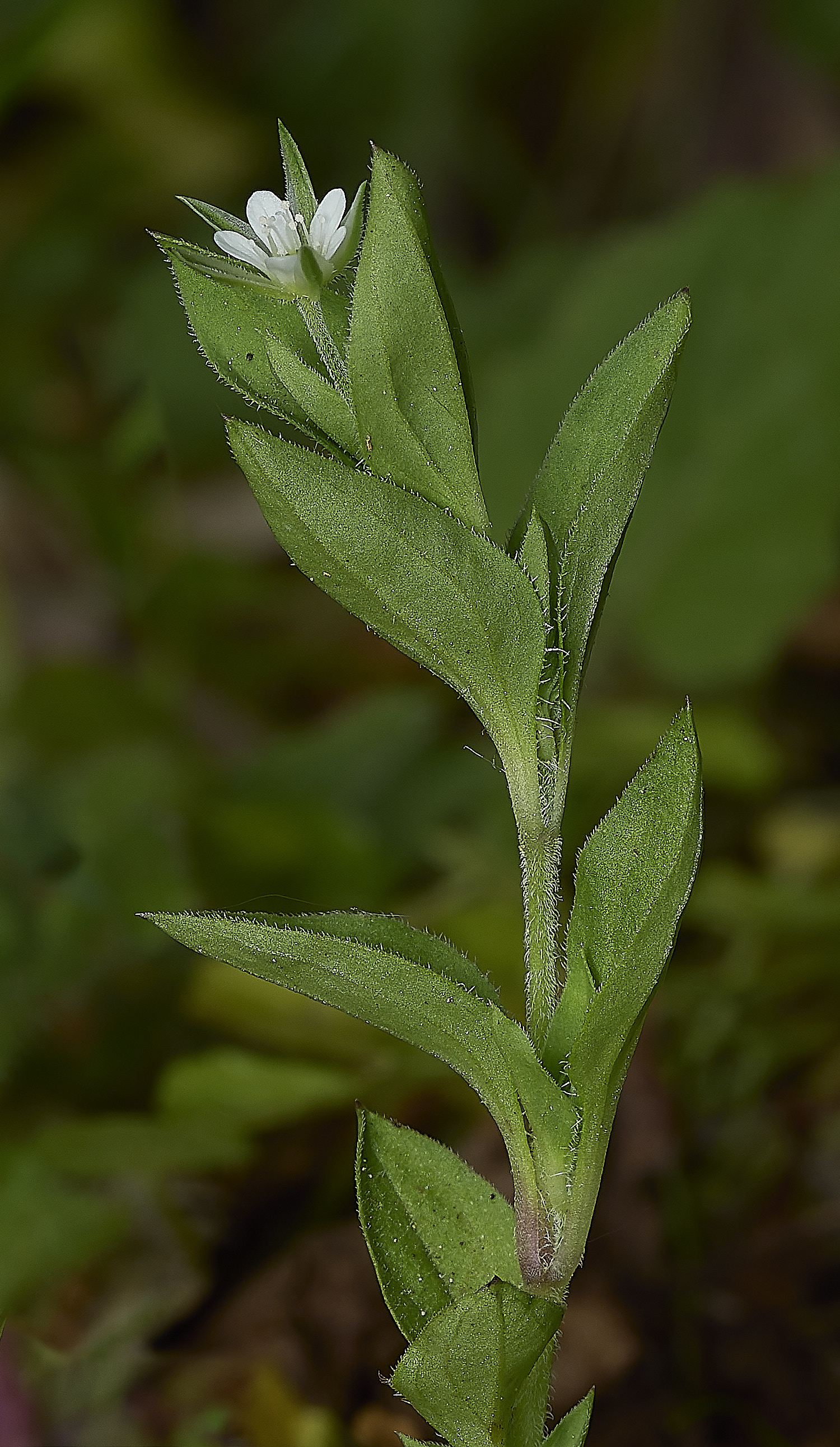 HockeringThree-veinedSandwort020526-1