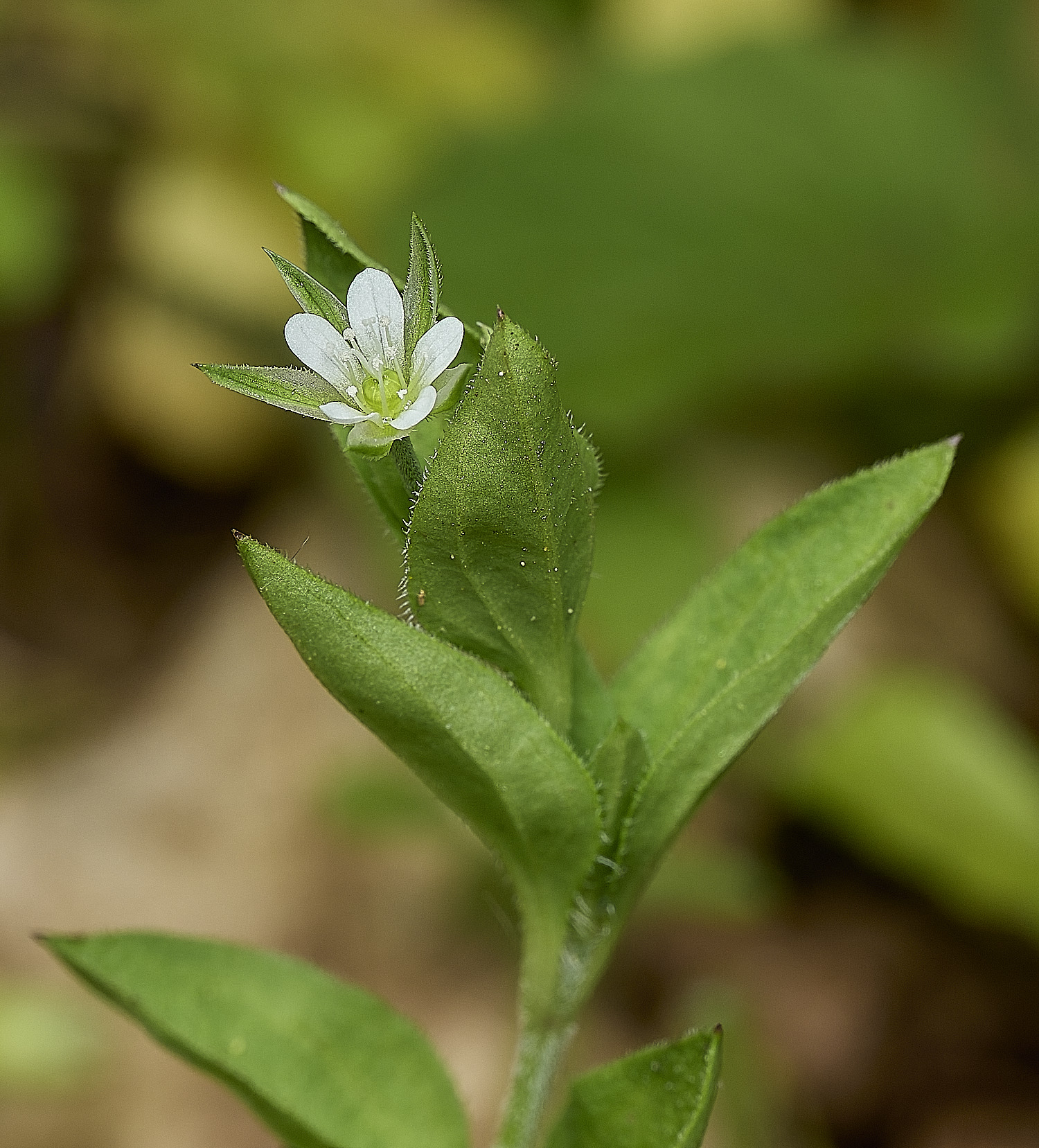 HockeringThree-veinedSandwort020526-3