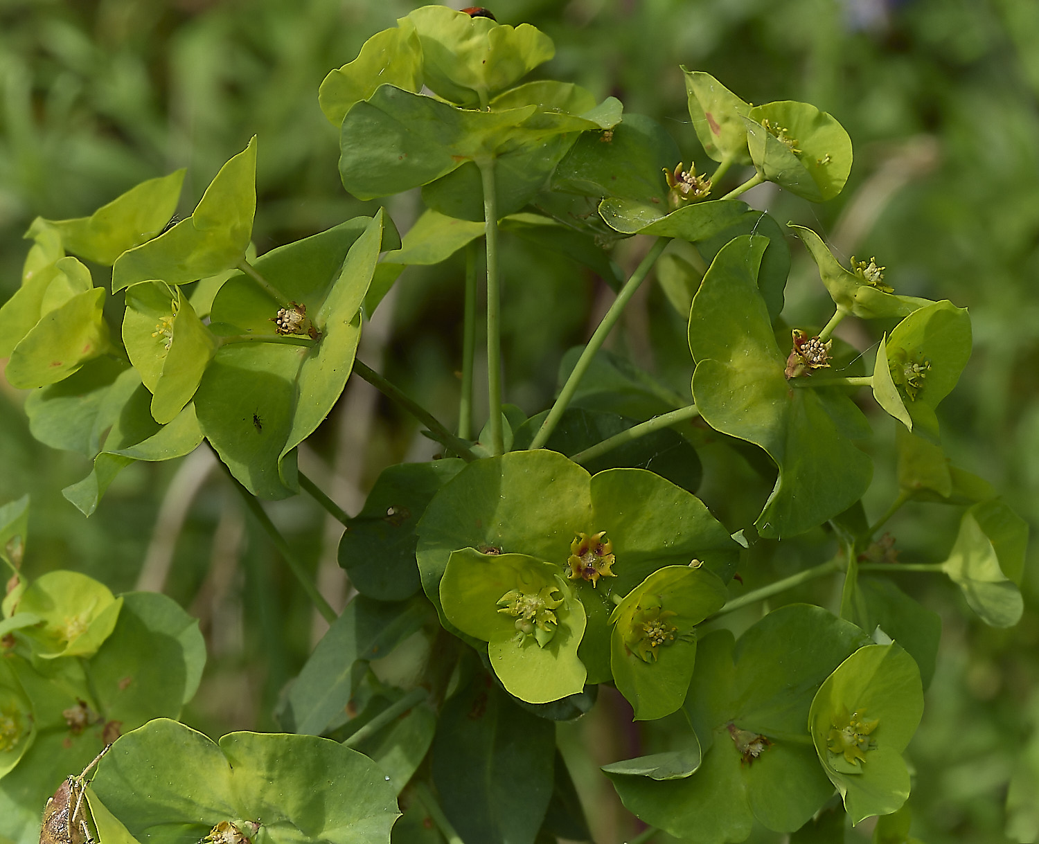 HockeringWoodSpurge020226-1