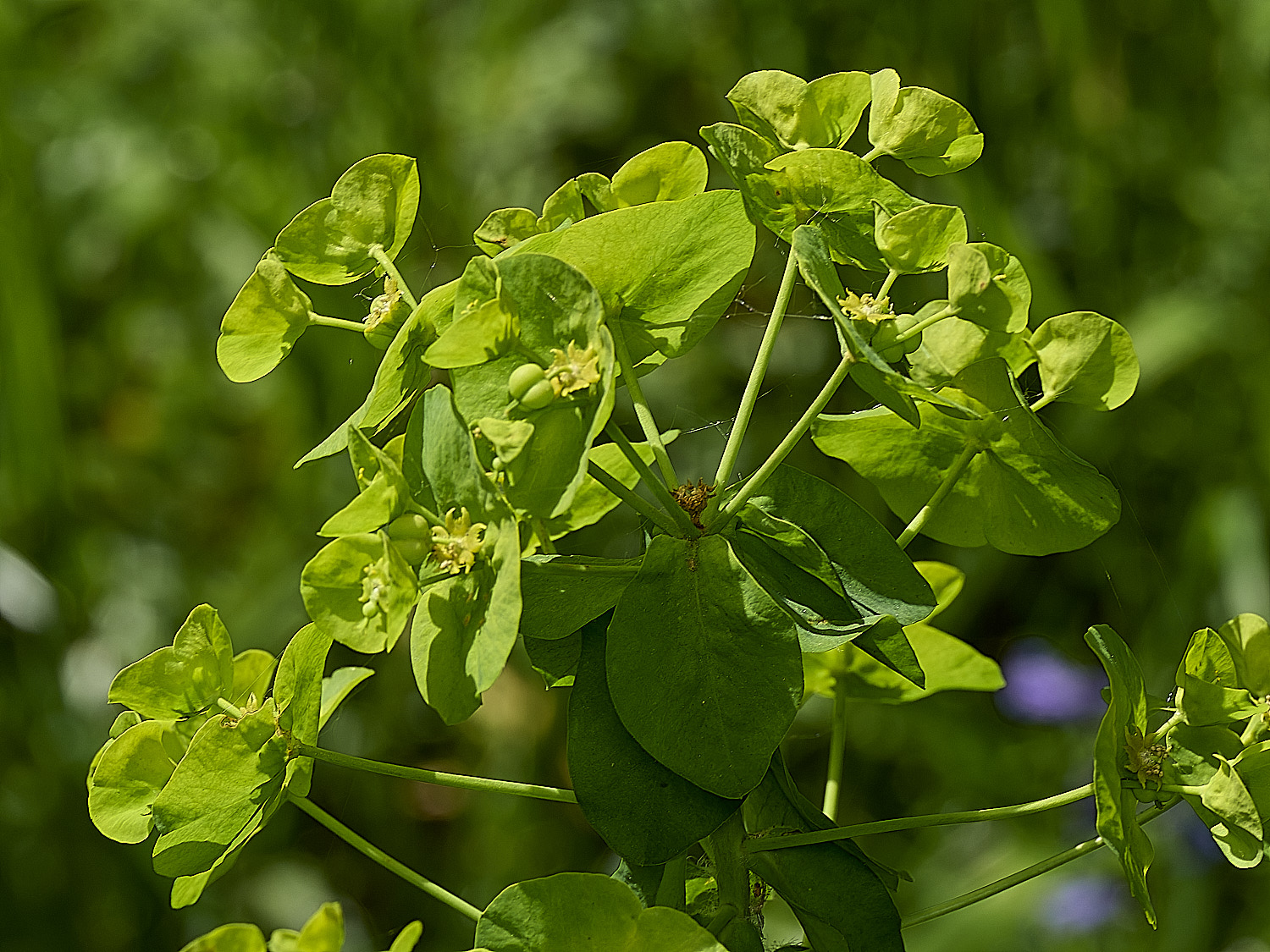 HockeringWoodSpurge020226-2