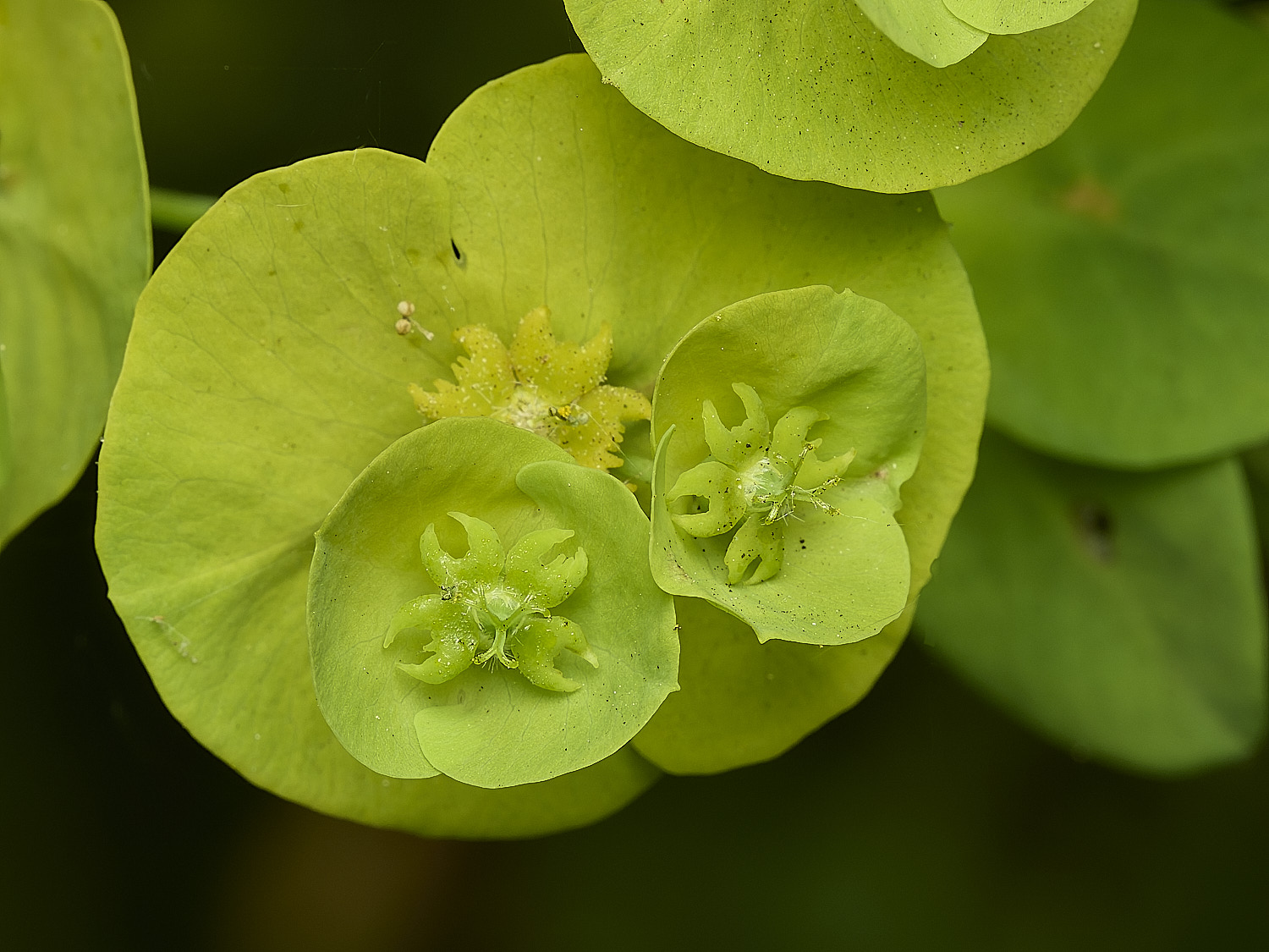 HockeringWoodSpurge020226-3