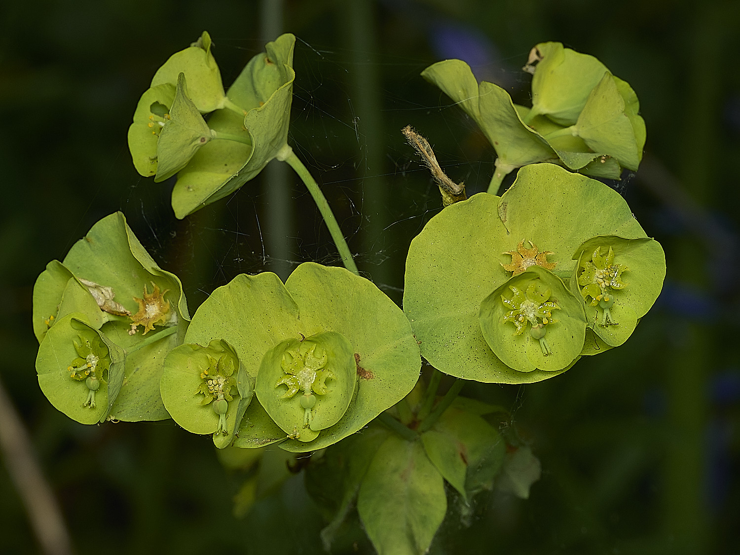 HockeringWoodSpurge020226-5