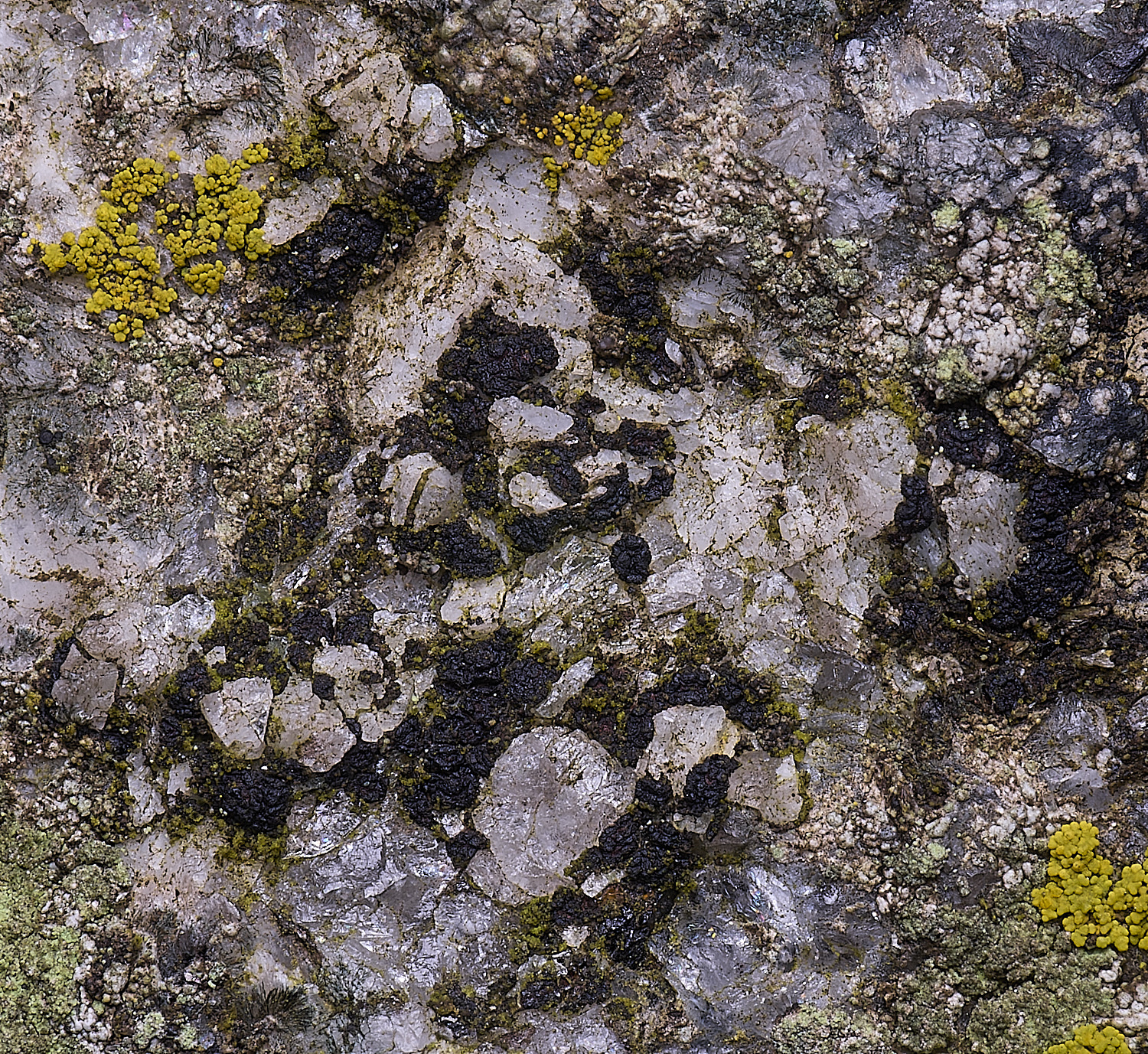 HoghtonAcorosporaprovigna080226-1