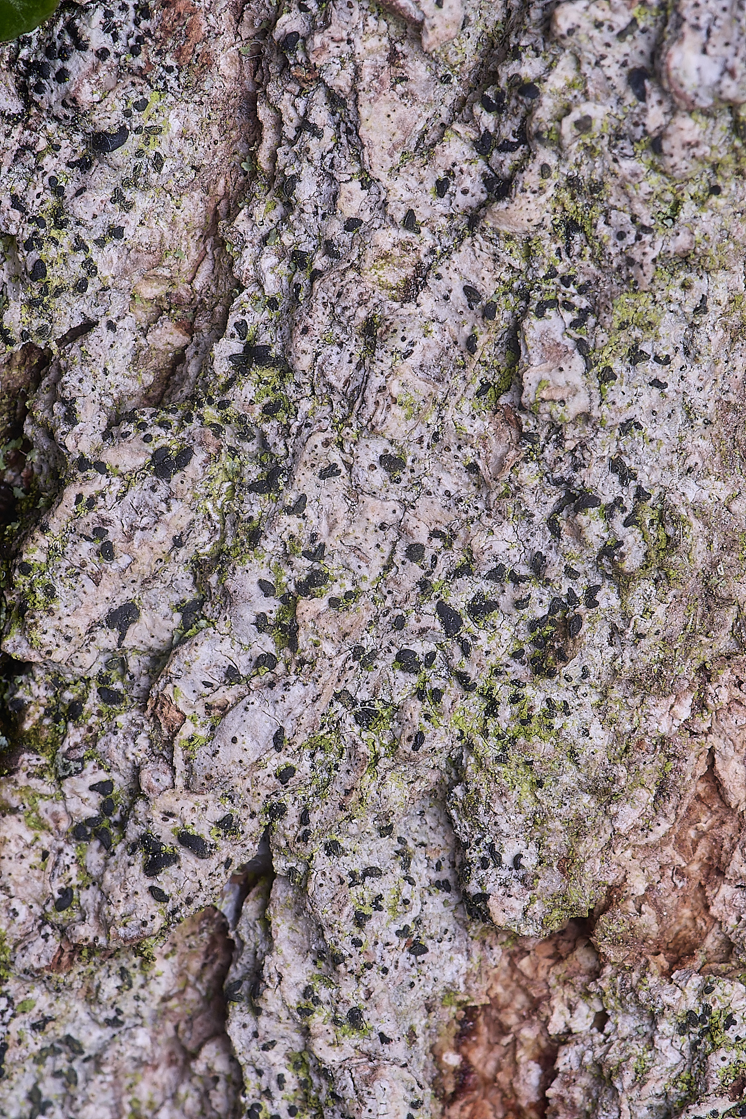 HolkhamAnisomeridiumbiforme110126-2