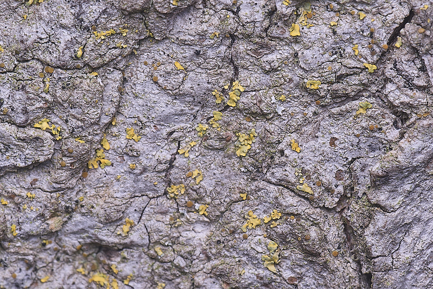 HolkhamCaloplaca?110126-1