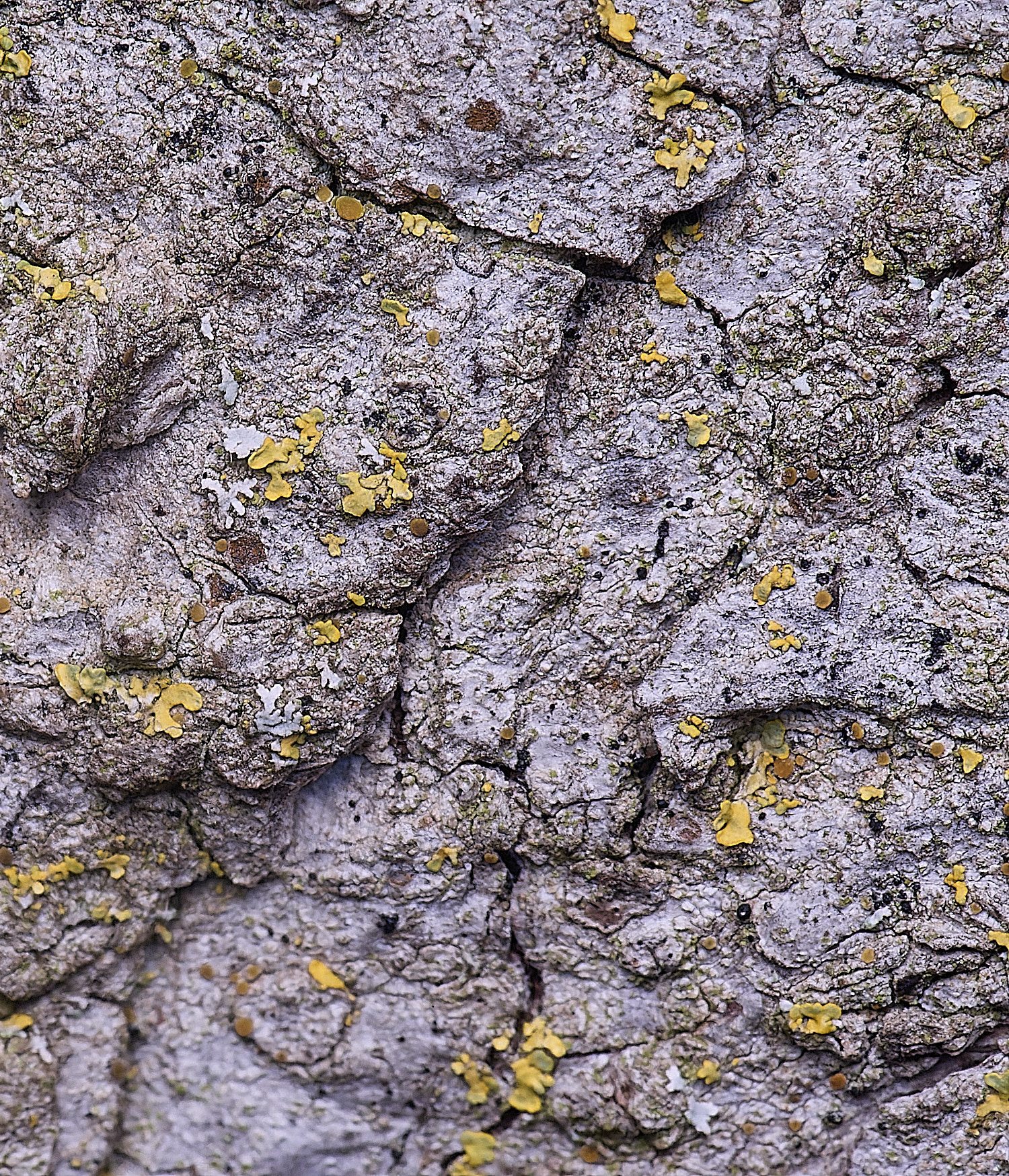 HolkhamCaloplaca?110126-2