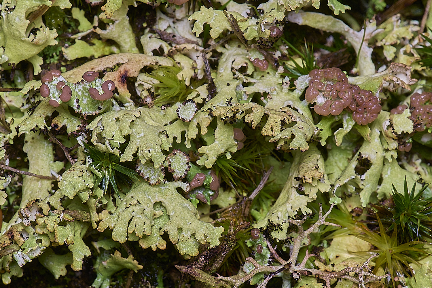 HolkhamCfoliacea110126-2