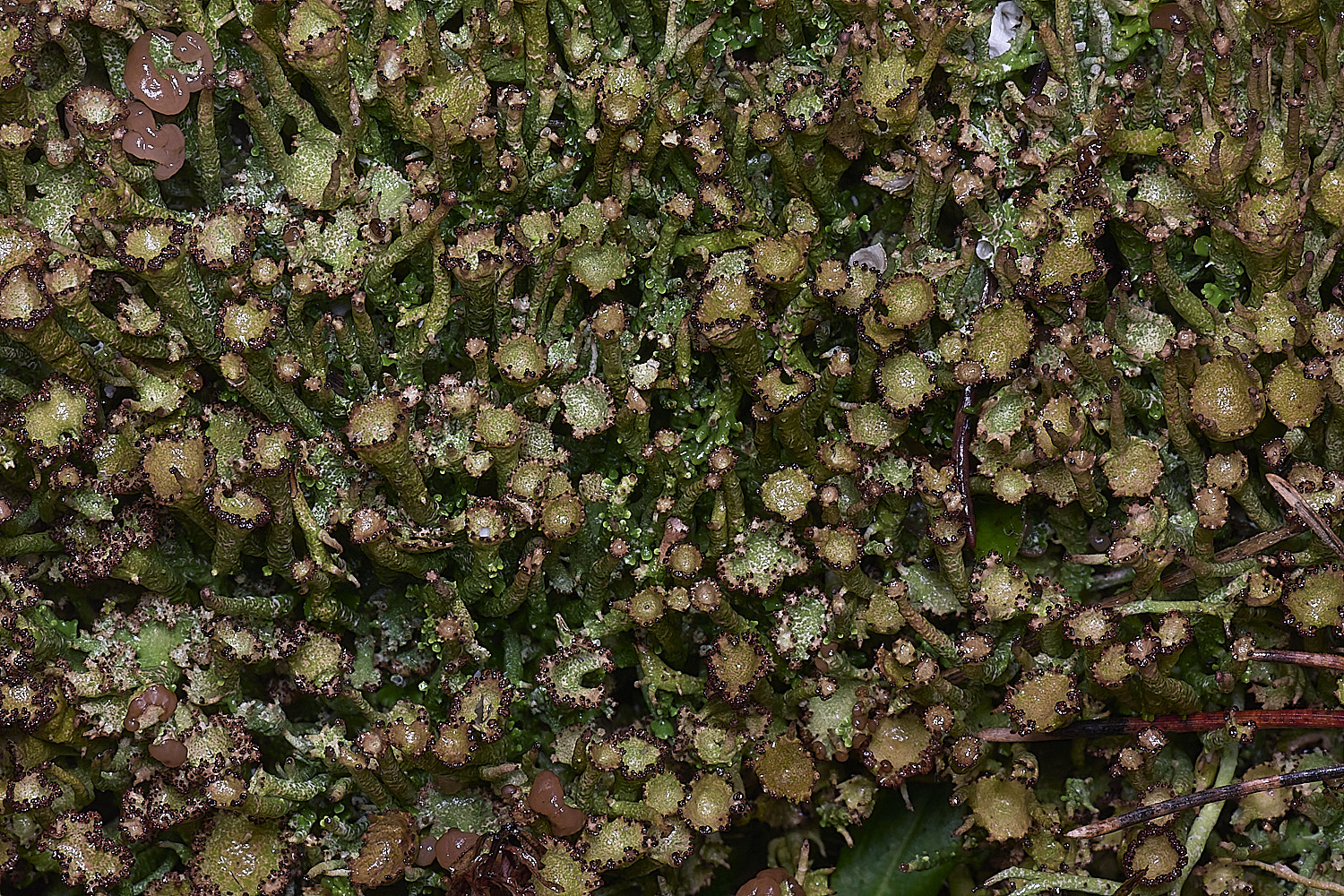 HolkhamCgracilis110126-1