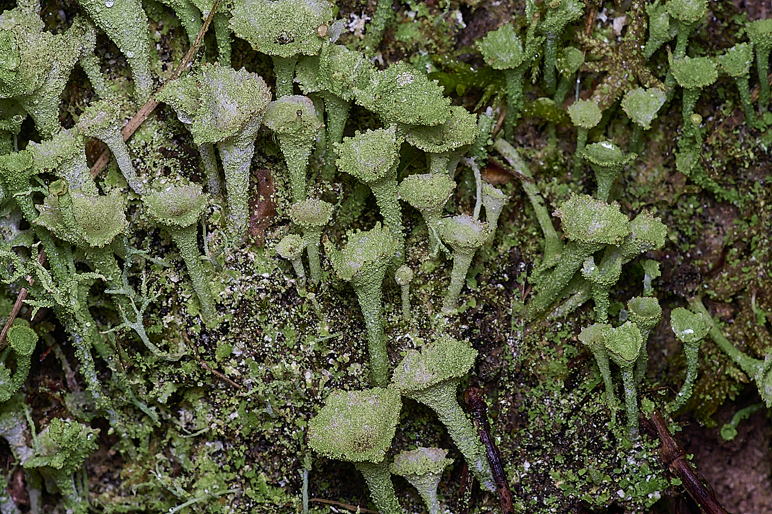 HolkhamCladonia?110126-1