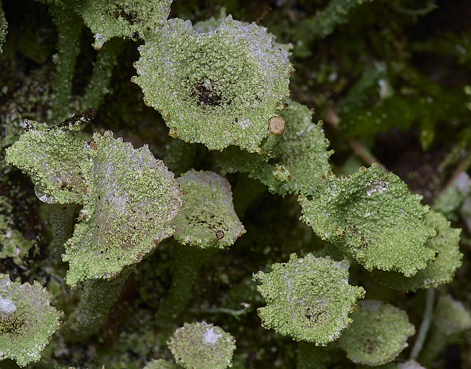 HolkhamCladonia?110126-4