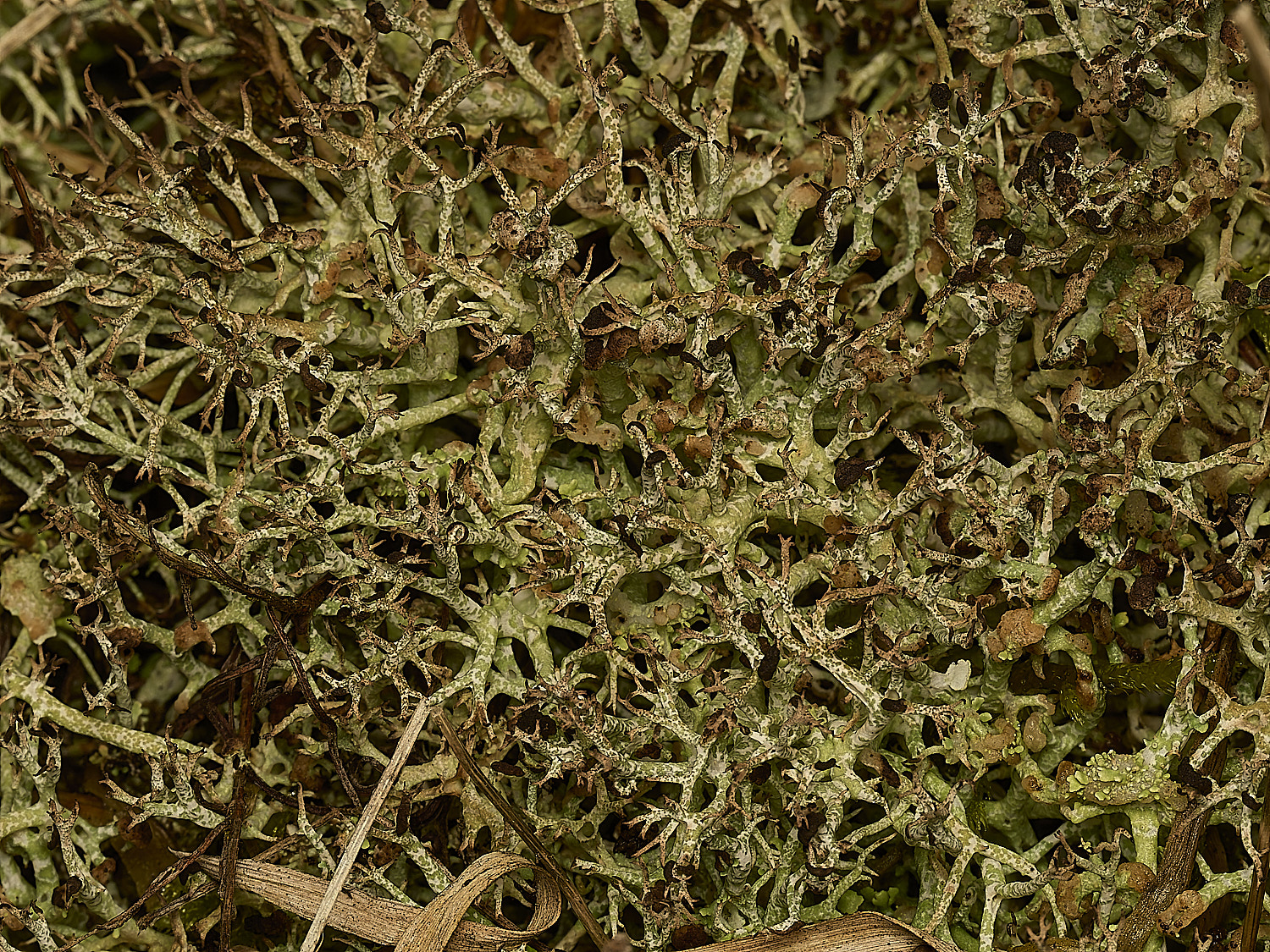 HolkhamCladoniafurcata250226-1