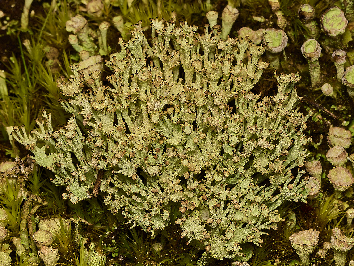 HolkhamCladoniaSp2250226-2