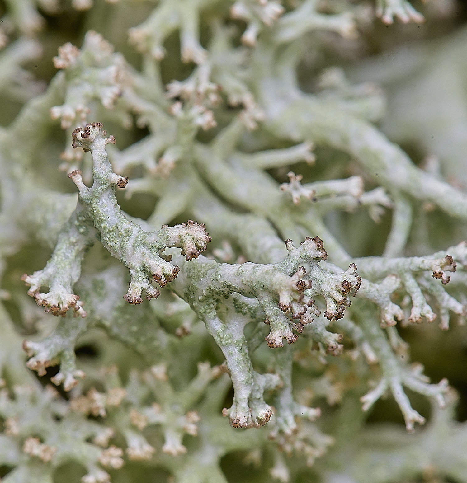 HolkhamCladonieThickLimbed110126-1