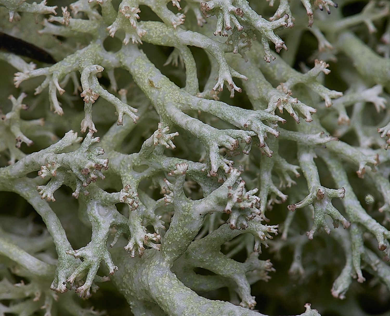 HolkhamCladonieThickLimbed110126-2