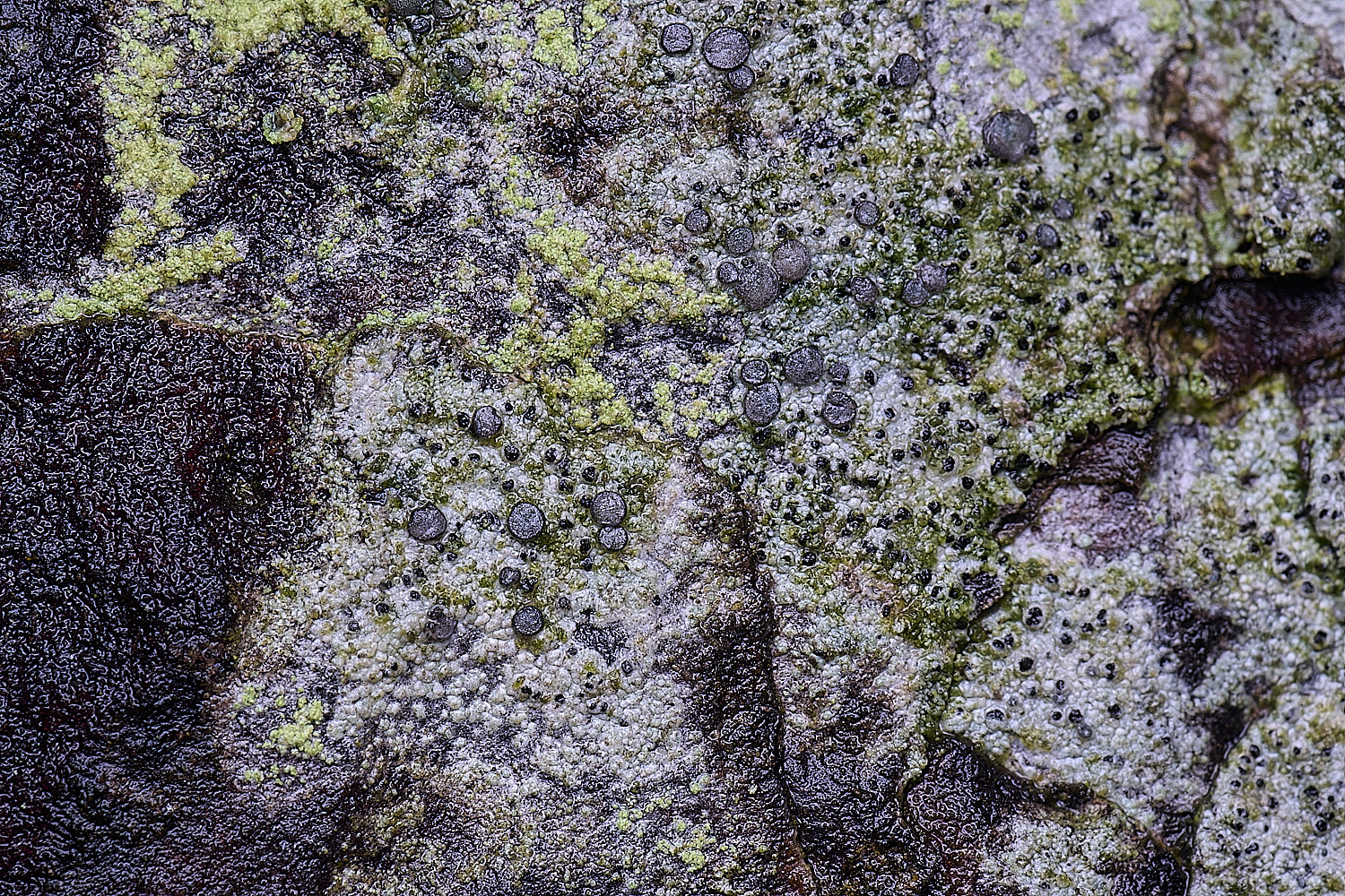 HolkhamCliostomumgriffithii110126-1