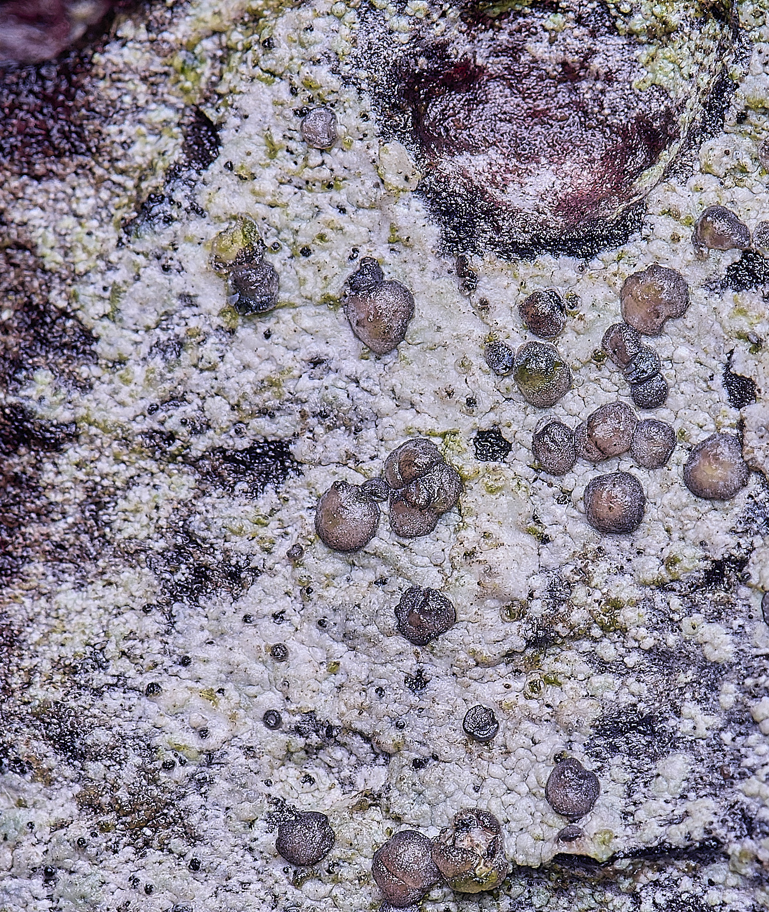 HolkhamCliostomumgriffithii110126-2