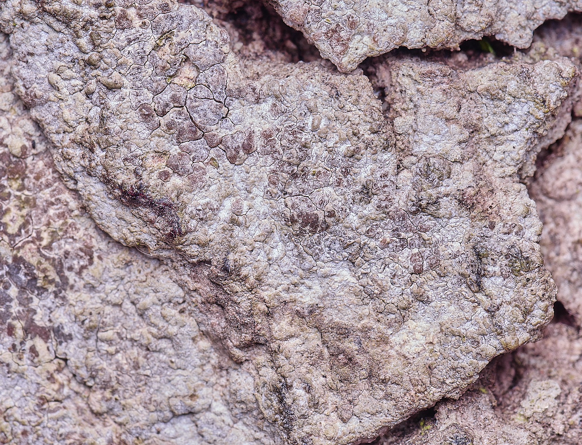 HolkhamDendrographadecolorans110126-3