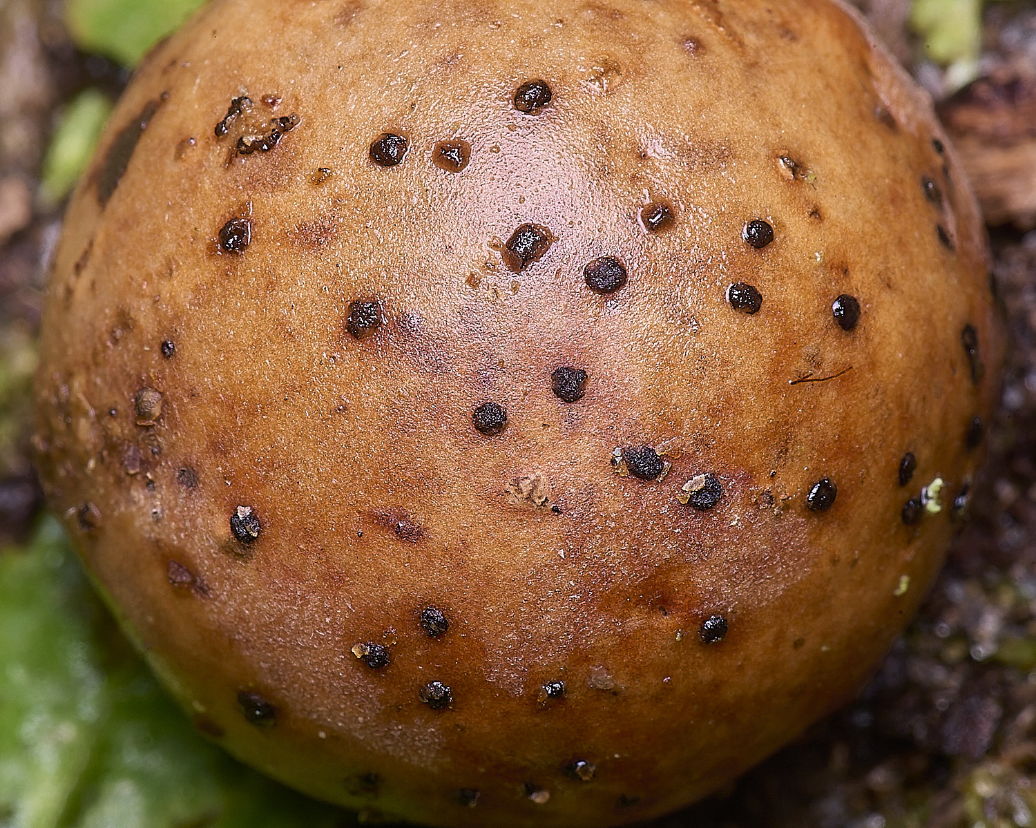 HolkhamFomopsisgalorum110126-1