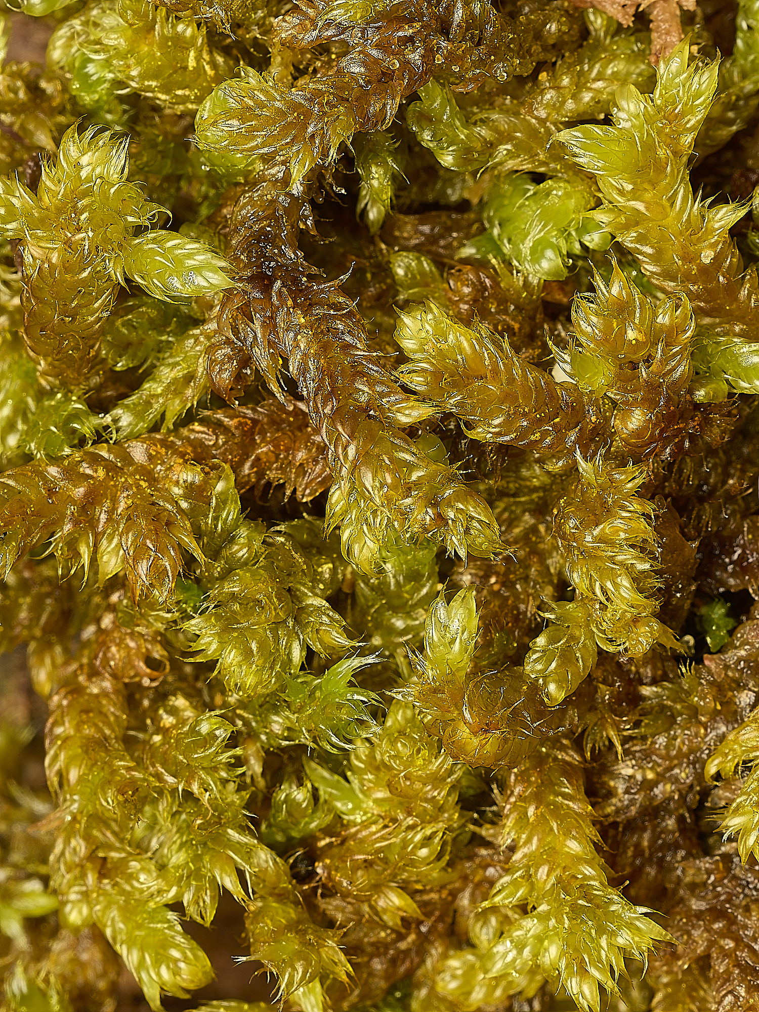 HolkhamHjutlandicum250226-1