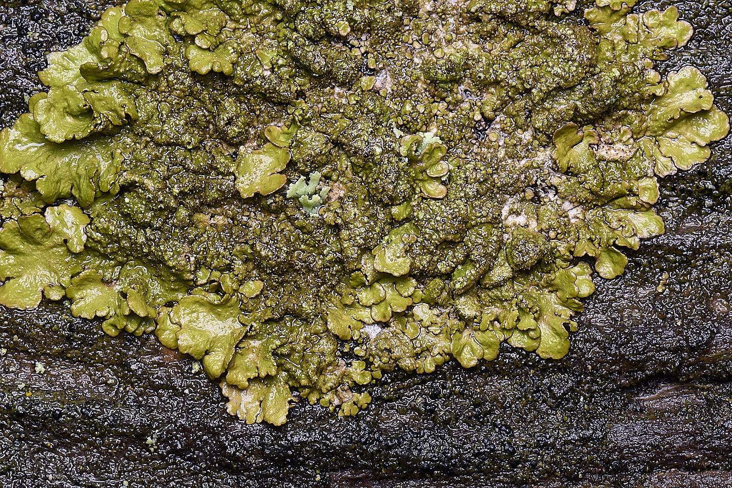 HolkhamMelanelixiasubaurifera110126-1